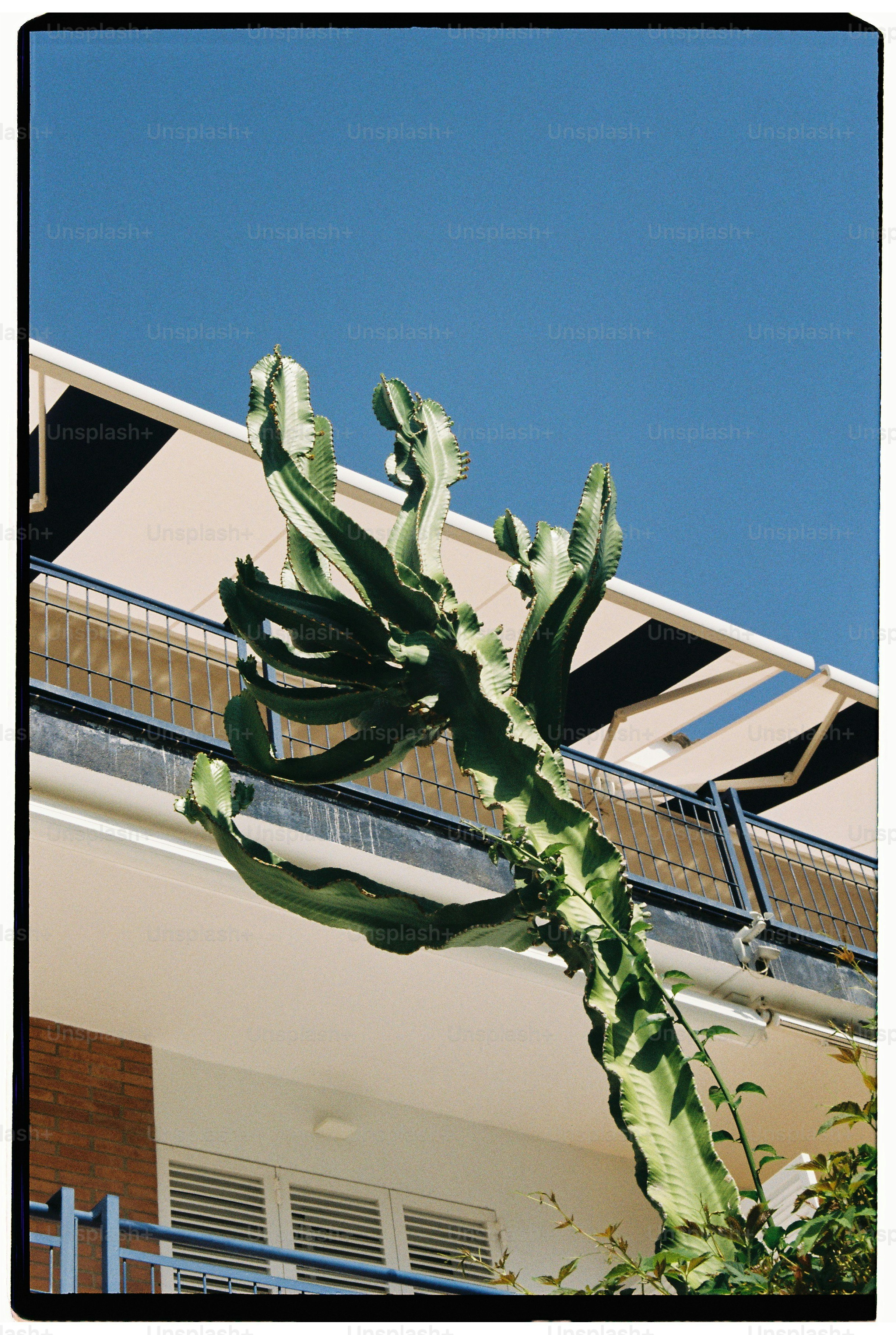 Hoher Kaktus vor einem Gebude. Foto  Bild zum Thema Sommer auf Unsplash