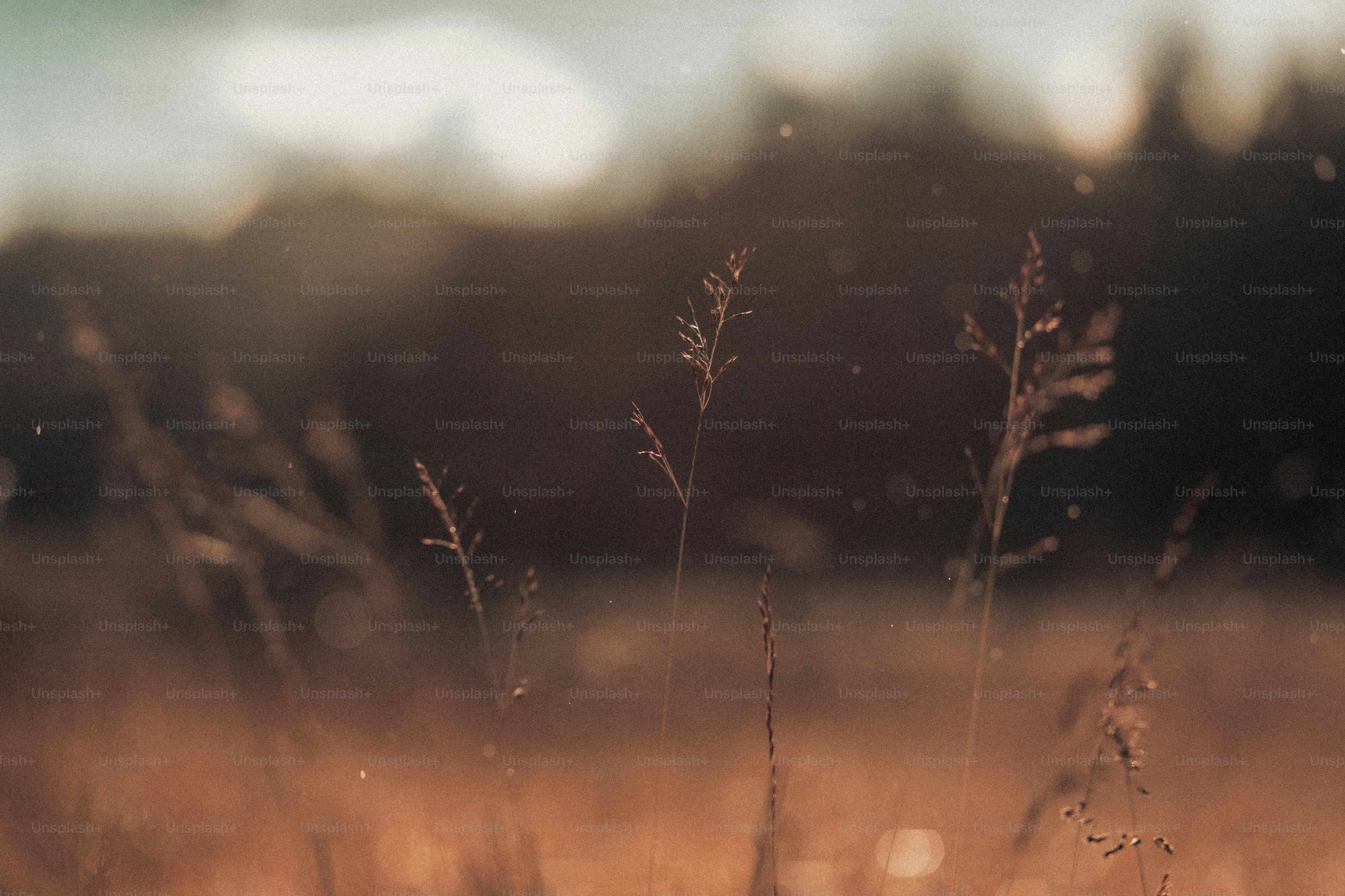 Dry grass stalks in a field at sunset.