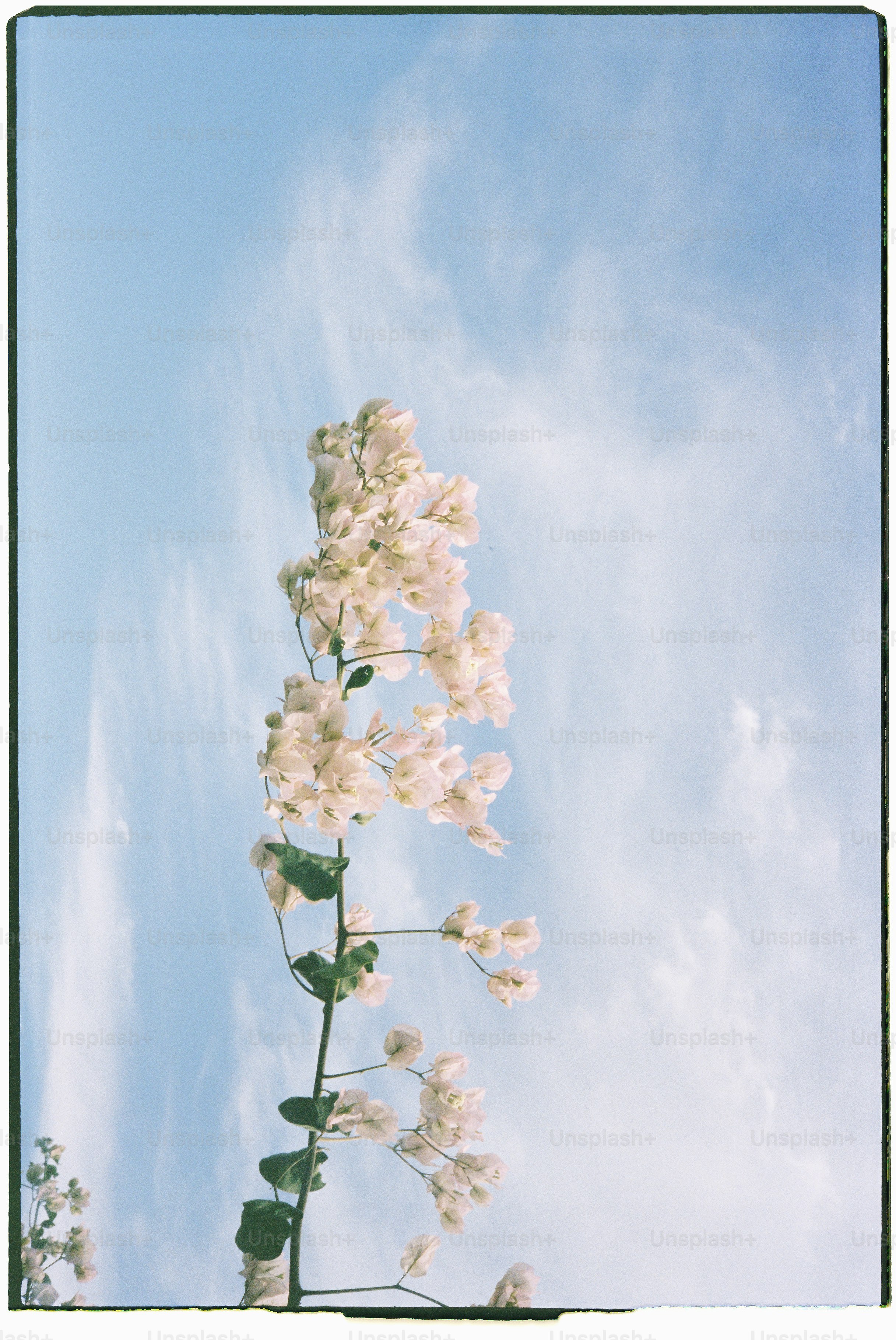 Images de Fleurs Et Ciel | Téléchargez des images gratuites sur Unsplash, image size:3000x4485