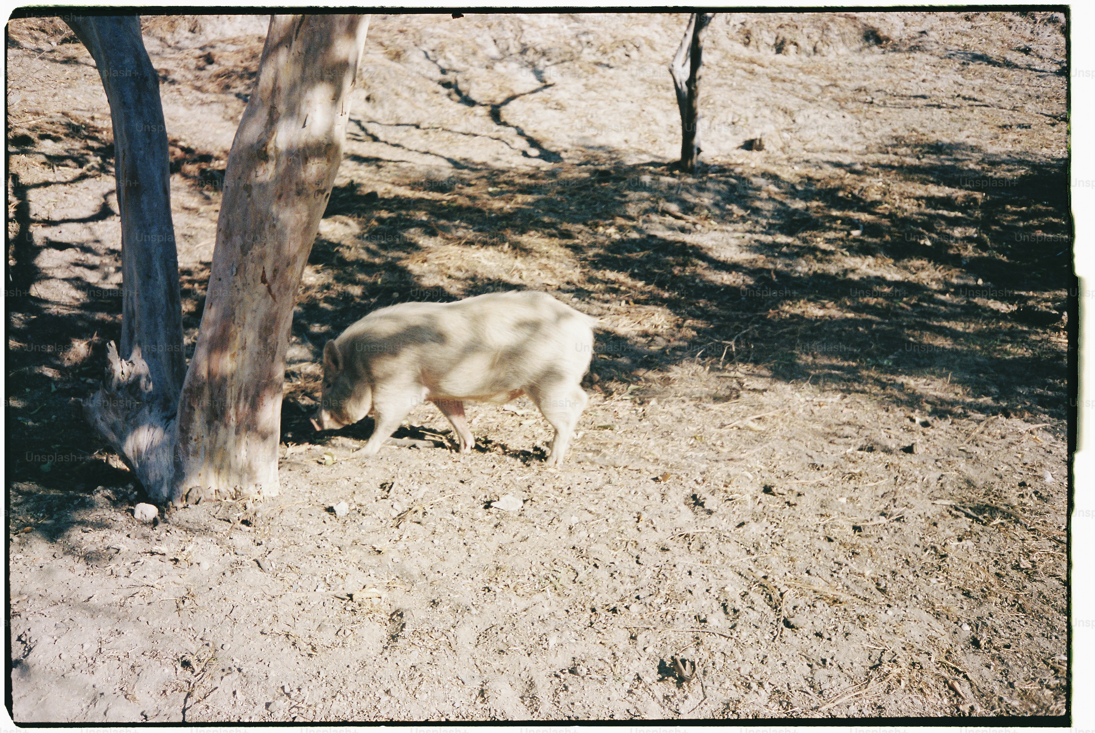 A spotted pig grazes in a dry, grassy field.