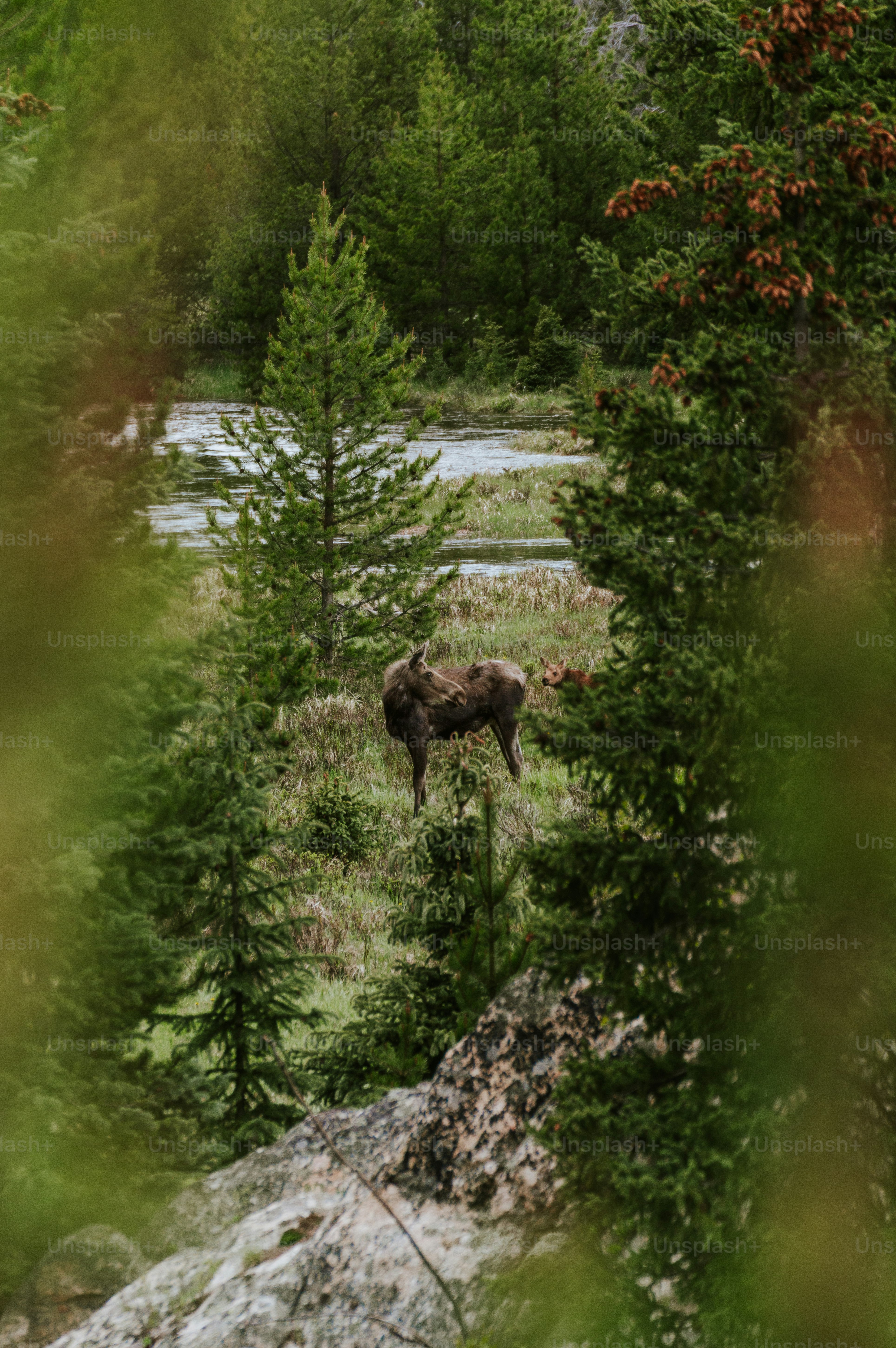 森の中の木の切り株の写真 – Unsplashの動物の無料画像