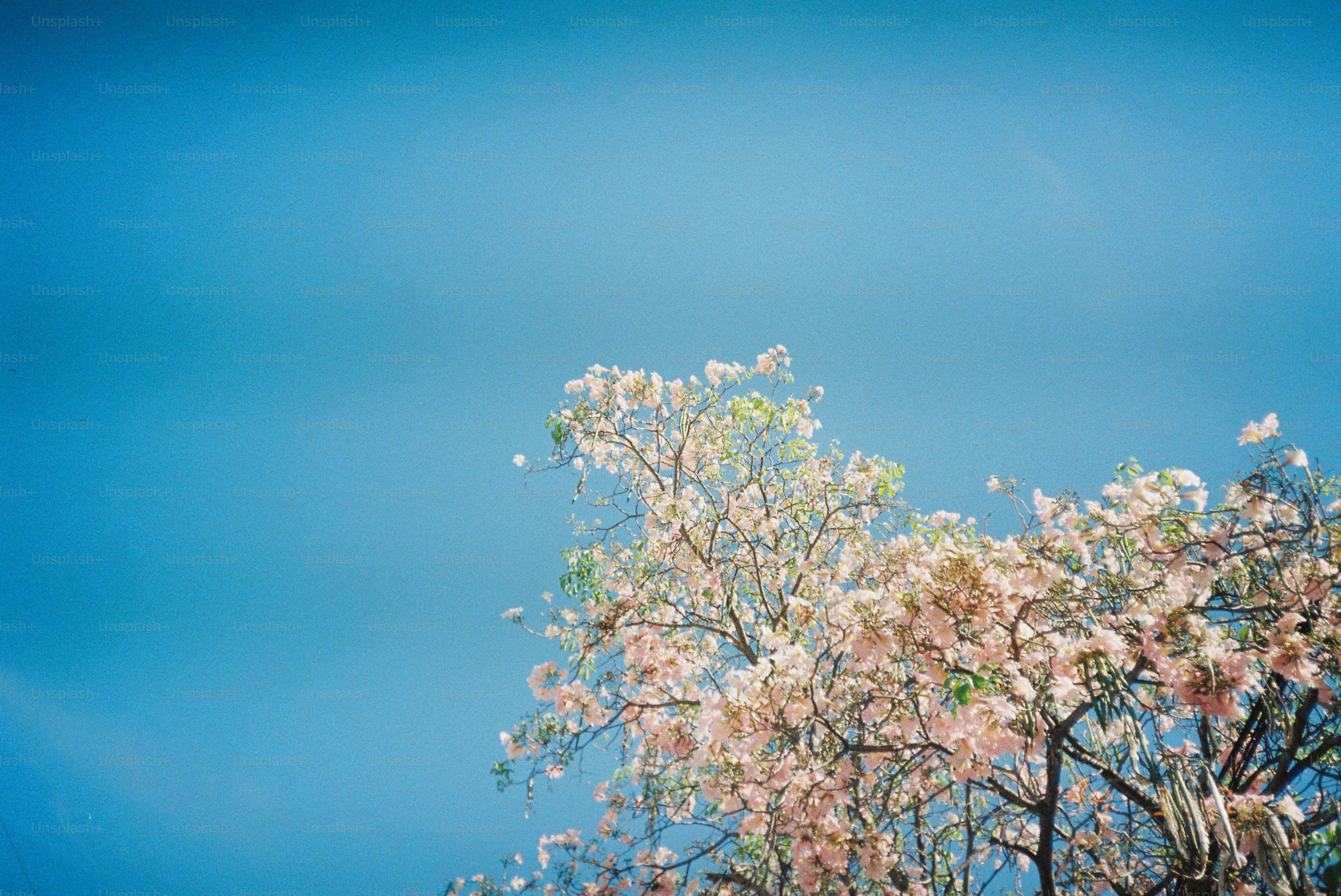 Pink flowers on a tree against blue sky