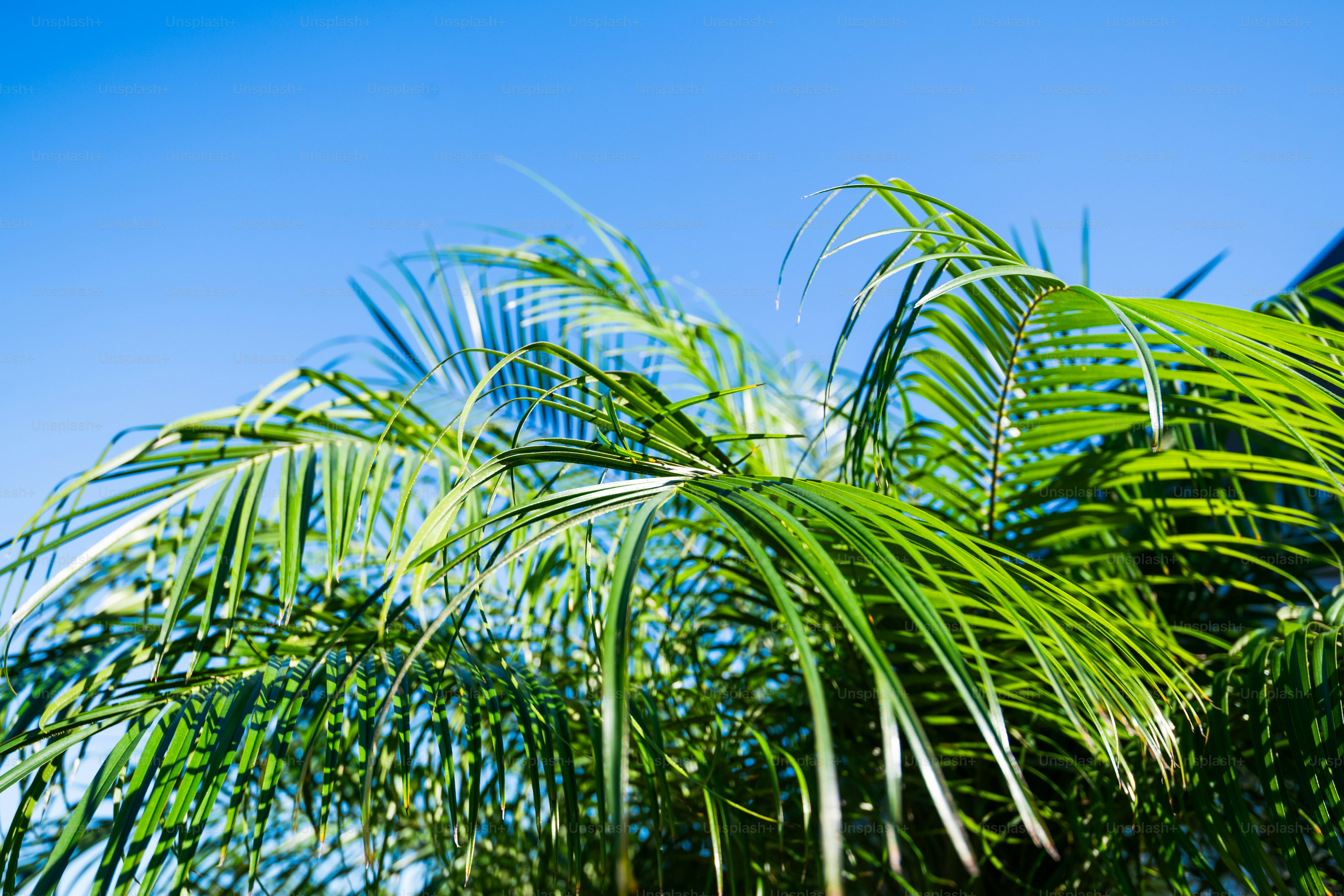澄んだ青空を背景に広がる緑のヤシの葉。