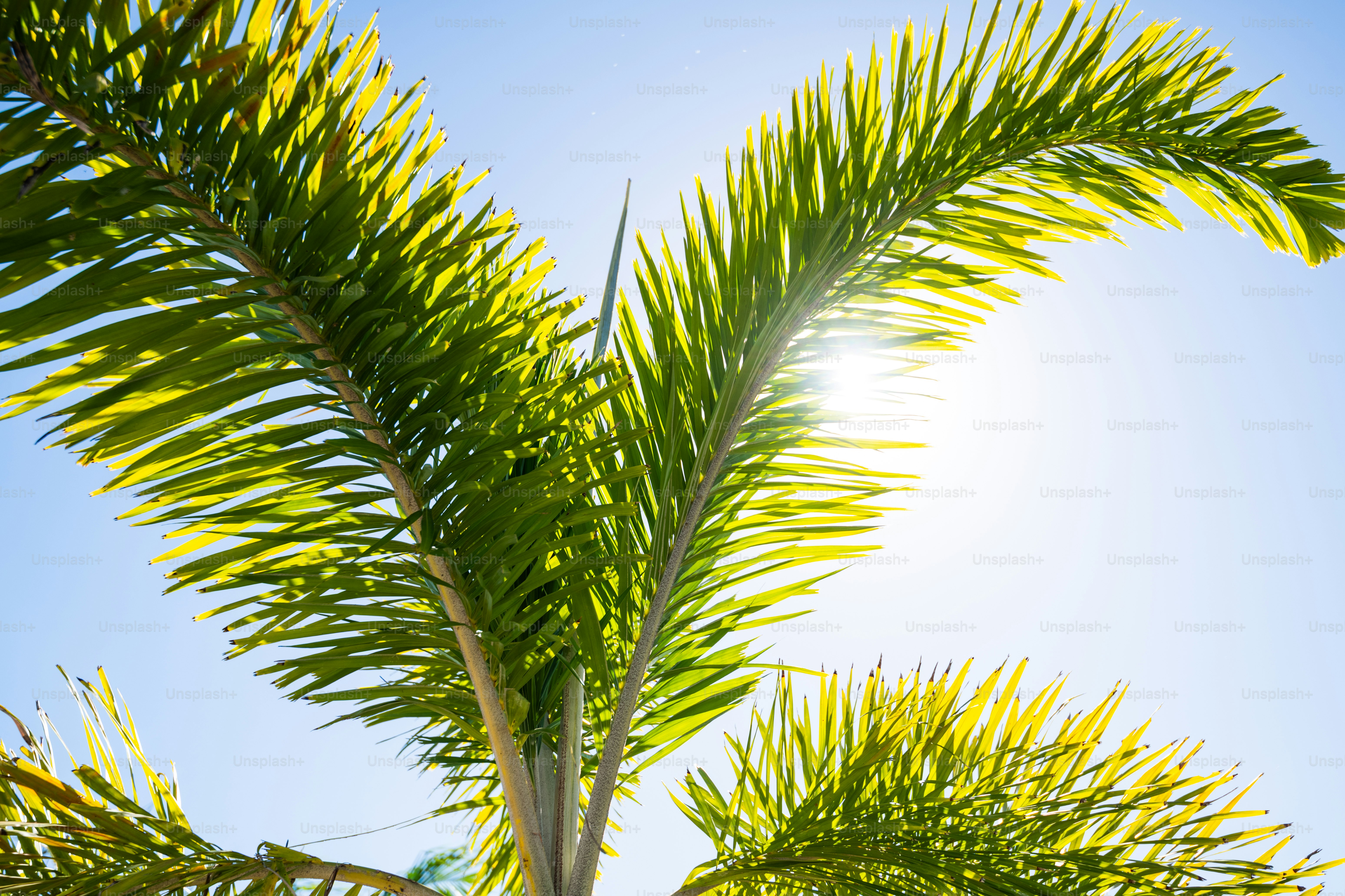 明るい青空を背景にヤシの葉が広がる。