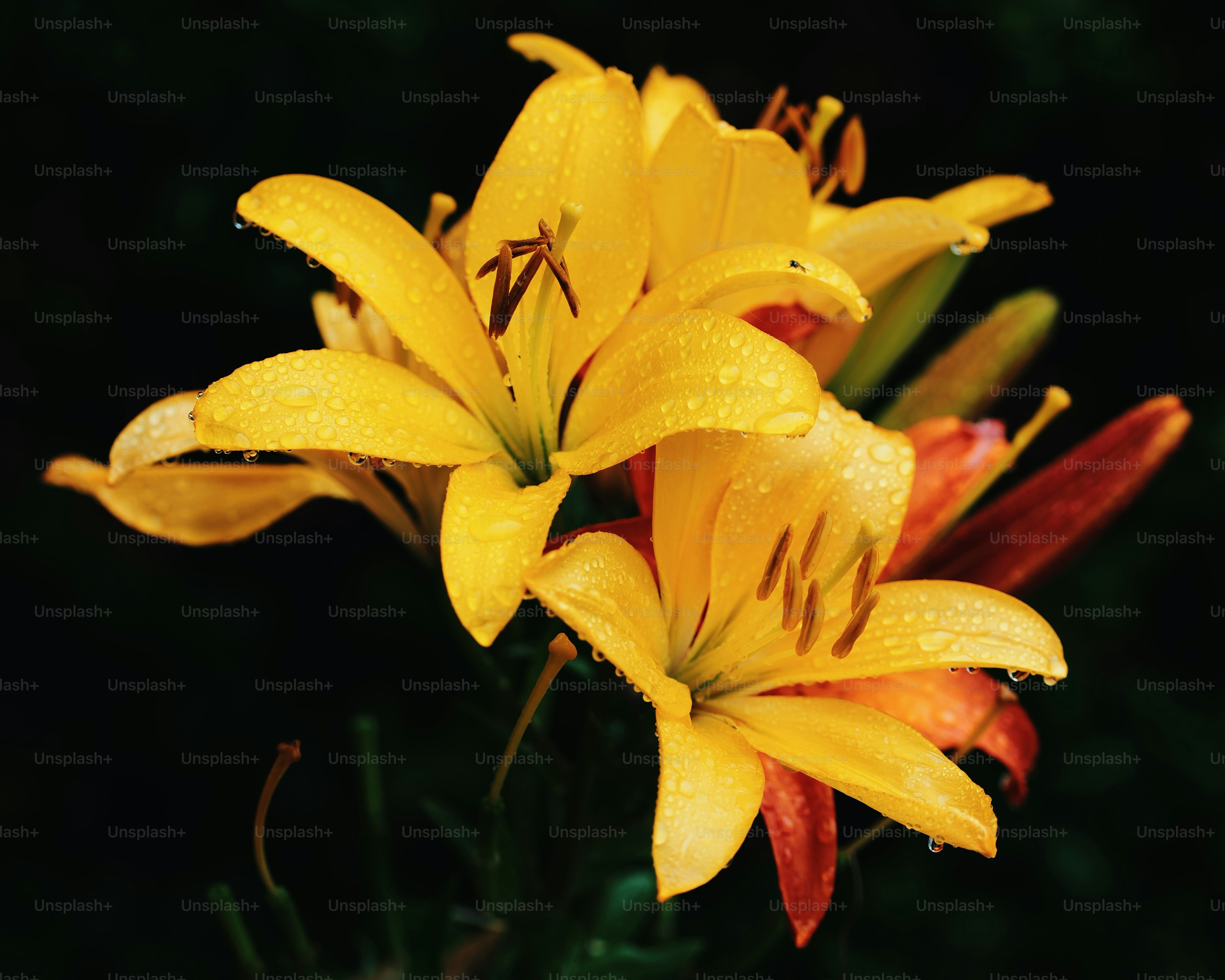 Gelbe Lilien mit Wassertropfen auf dunklem Hintergrund