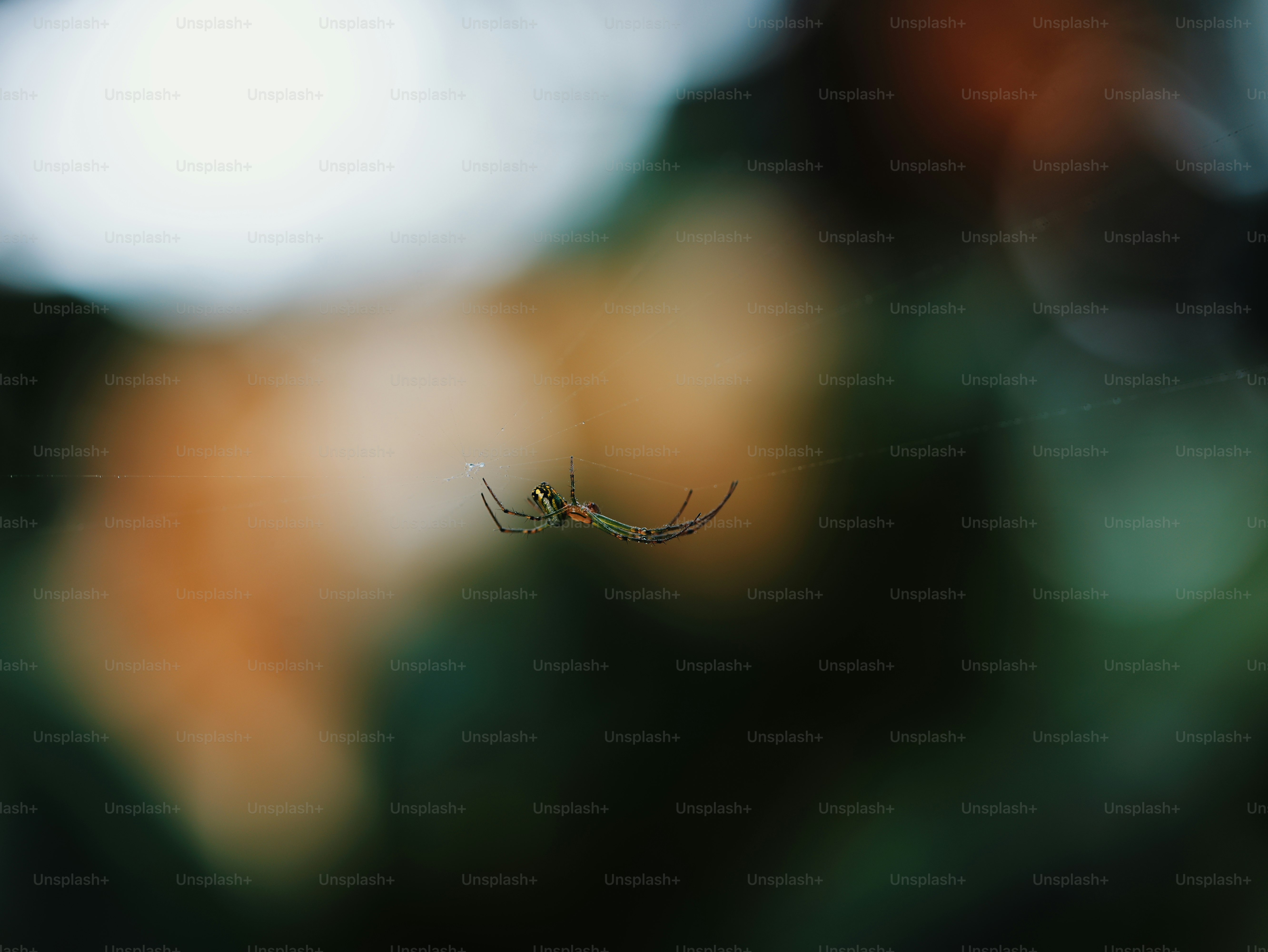 Un ragno è sospeso a un filo.