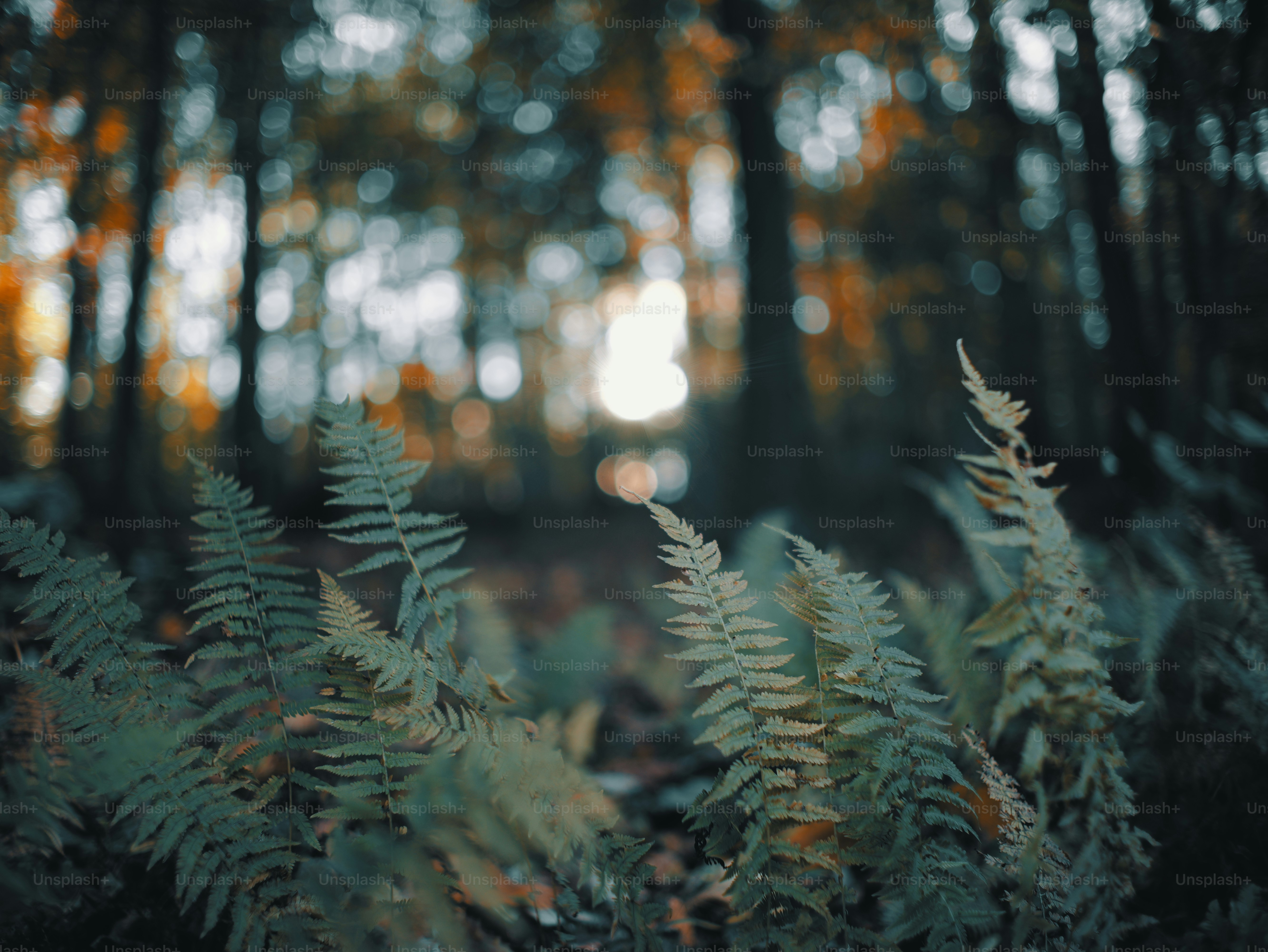 Ferns in a sun-dappled forest with bokeh lights.