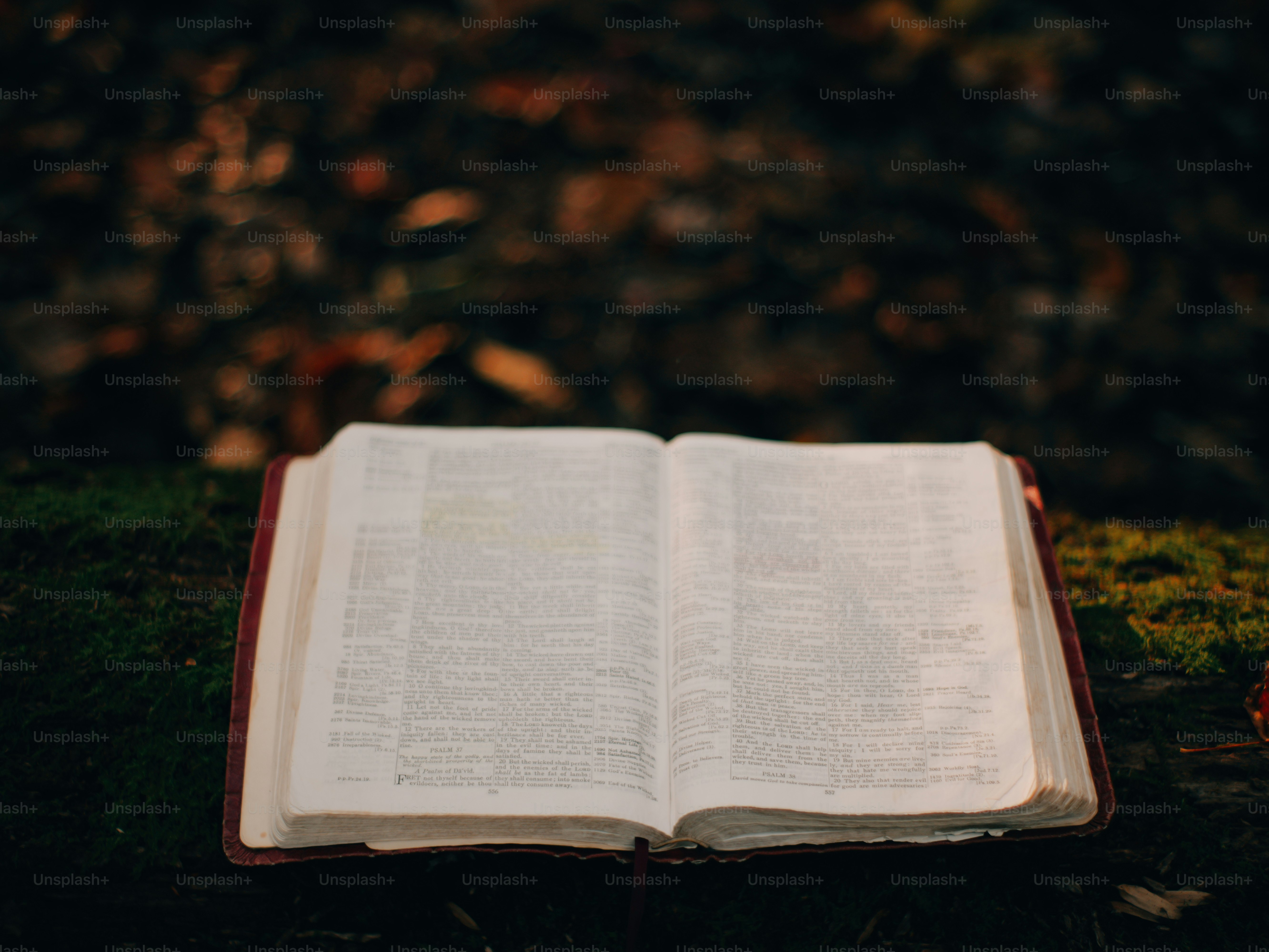 An open book rests on a mossy surface