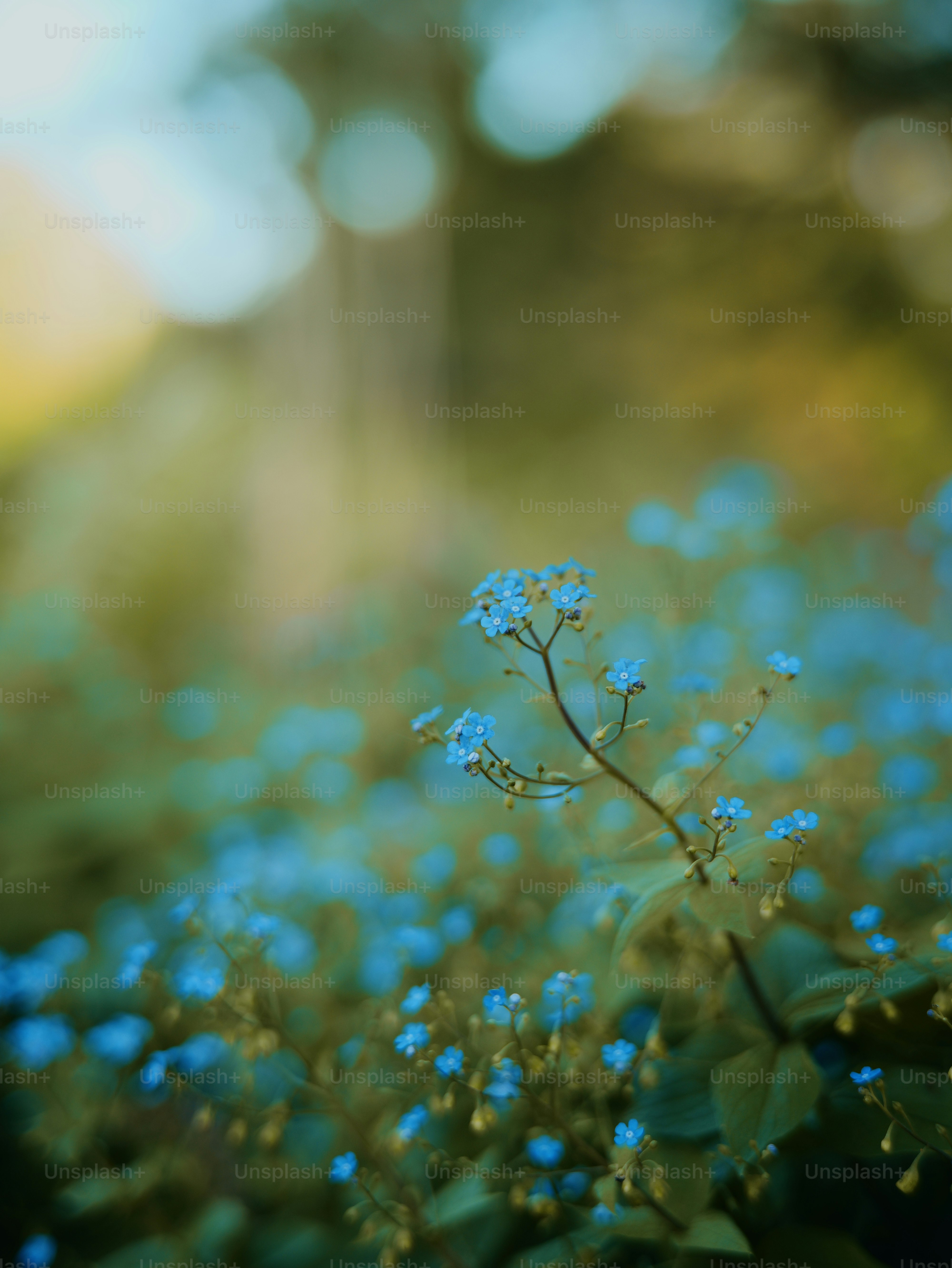Delicate blue forget-me-not flowers bloom in soft light.
