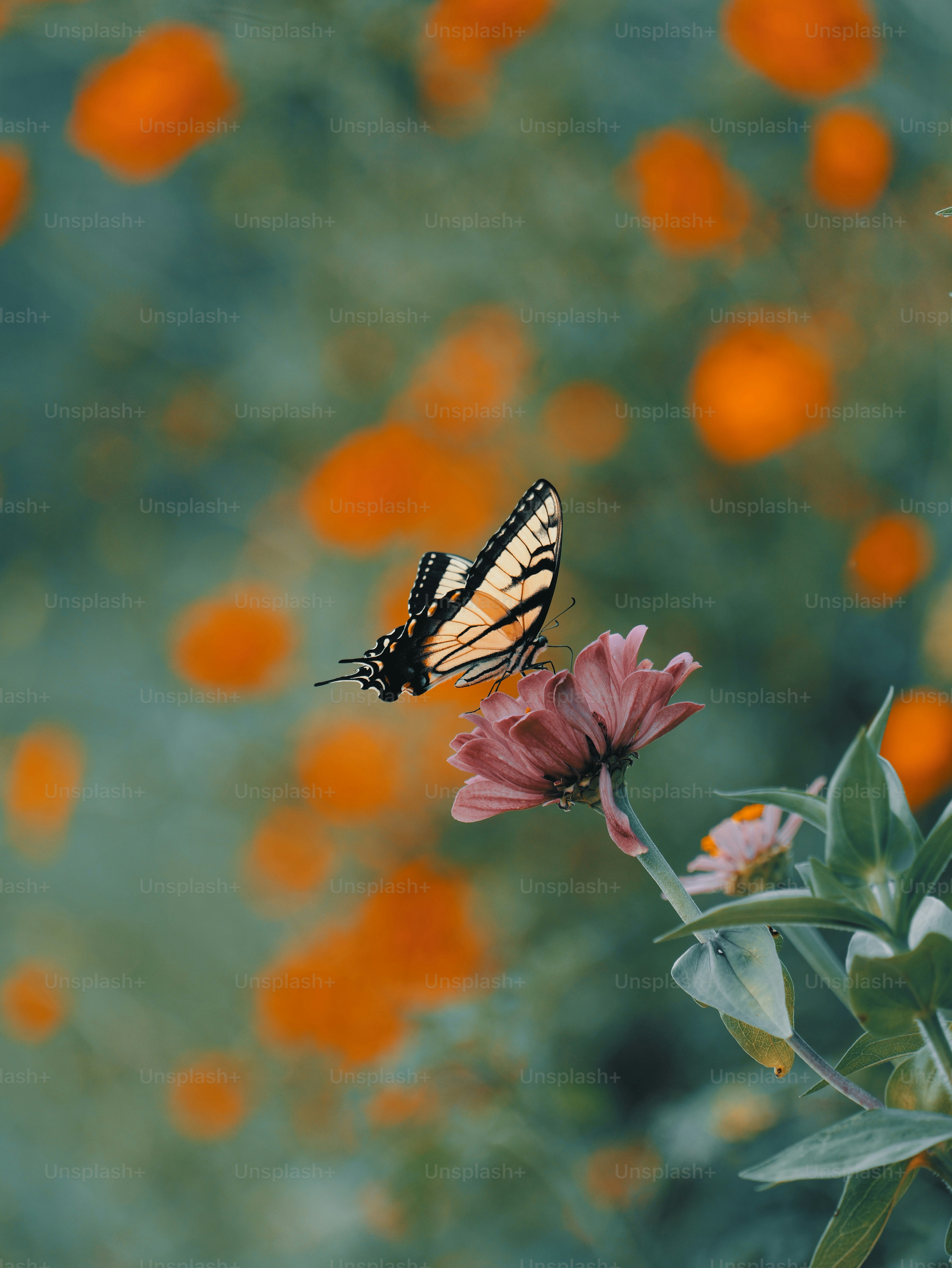 明るい黄色の花の上に休む斑点のある蝶 - Unsplashに収録の無料写真