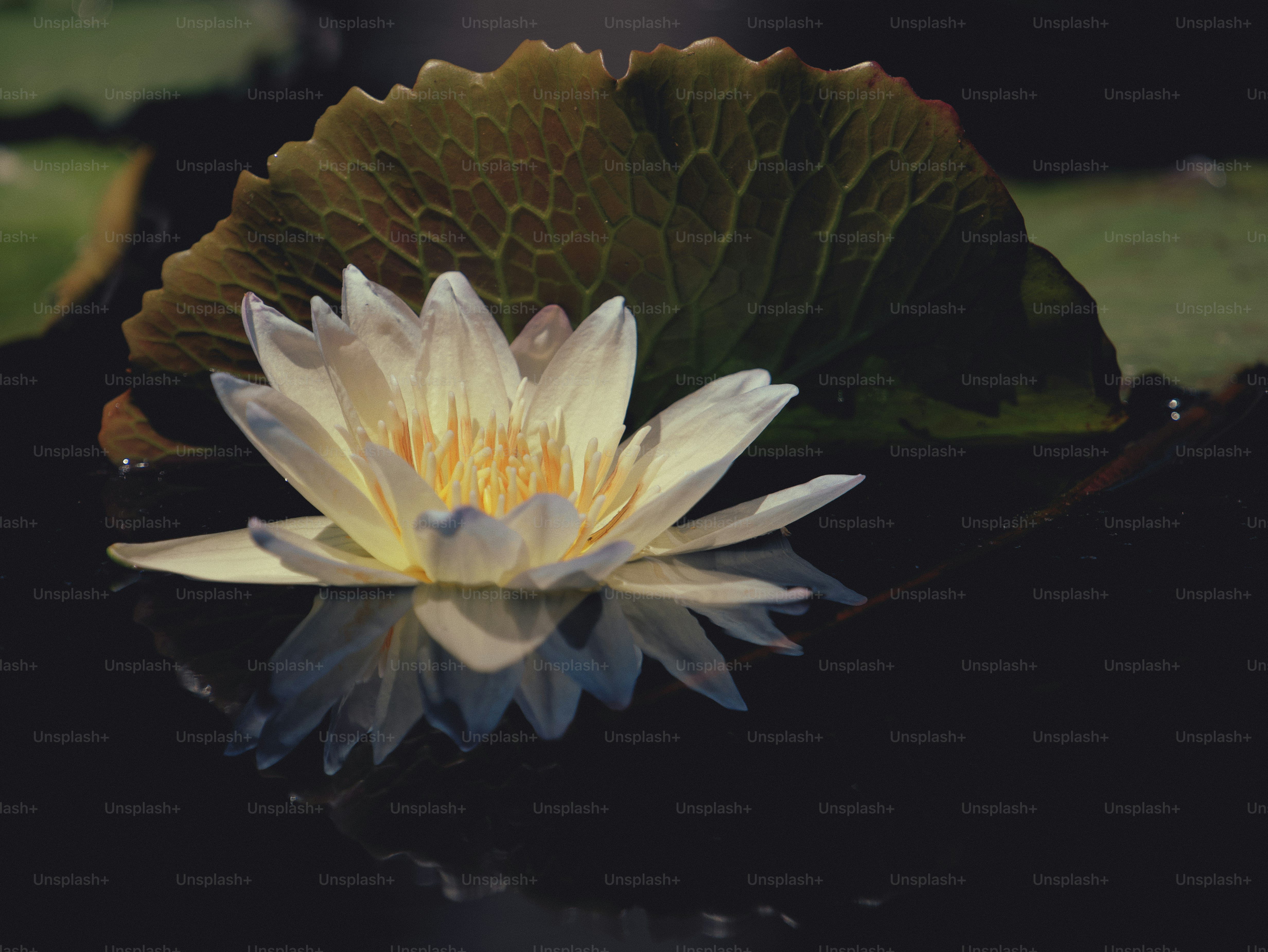 A white water lily floats on dark water.