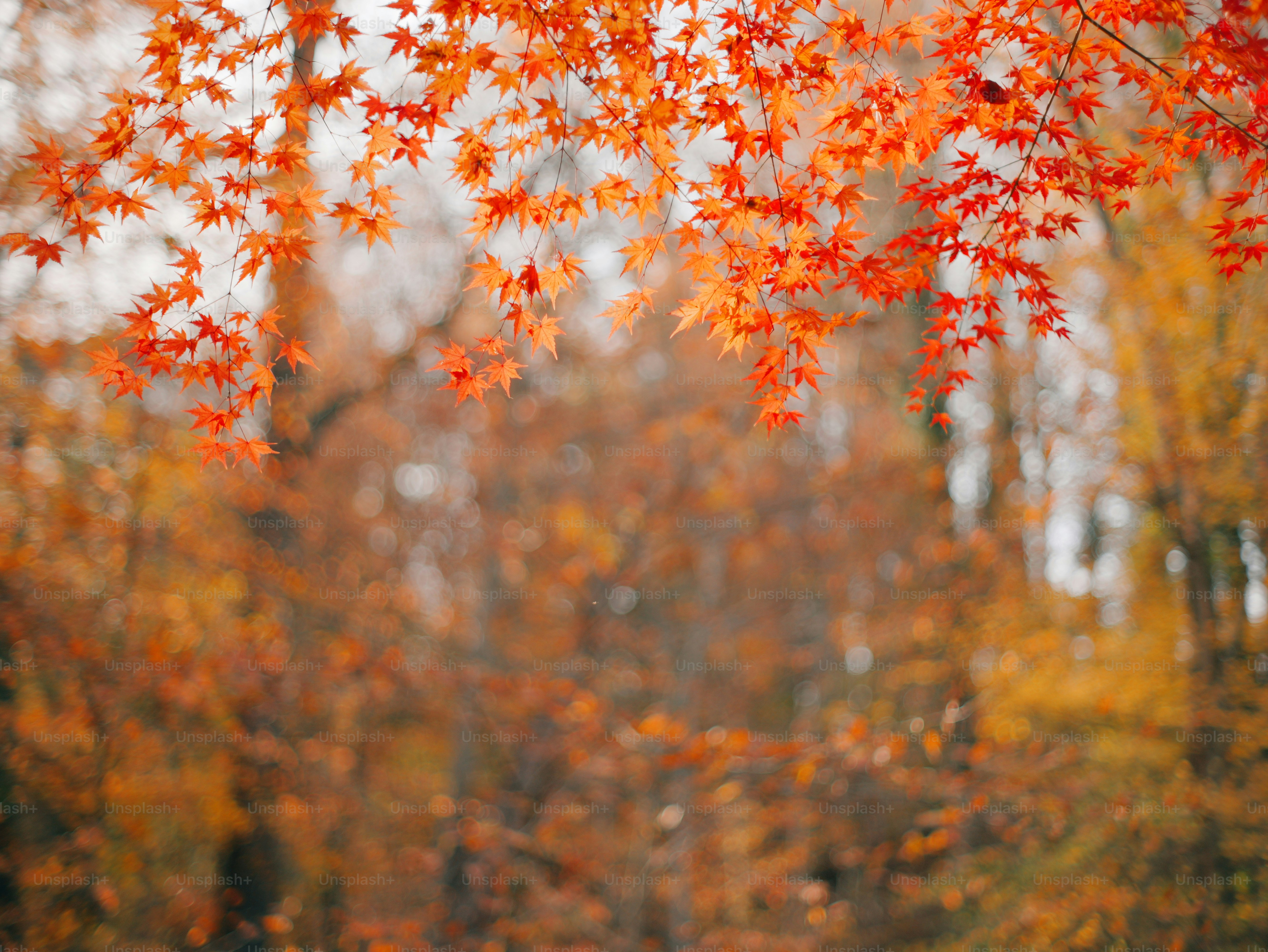 秋の木の枝に生じる鮮やかなオレンジ色の葉