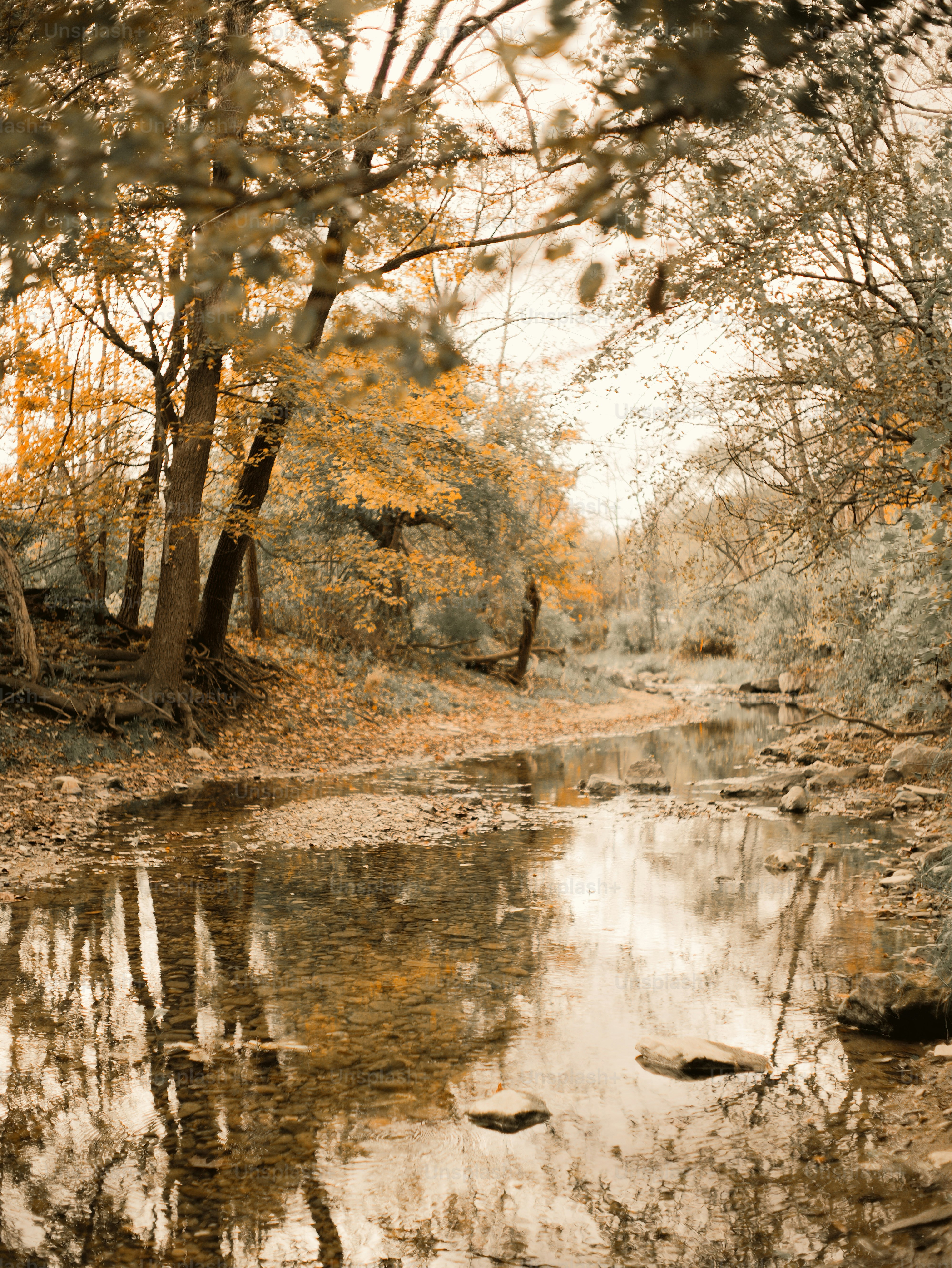 Autumn trees reflecting in a calm stream. photo – Forest Image on Unsplash