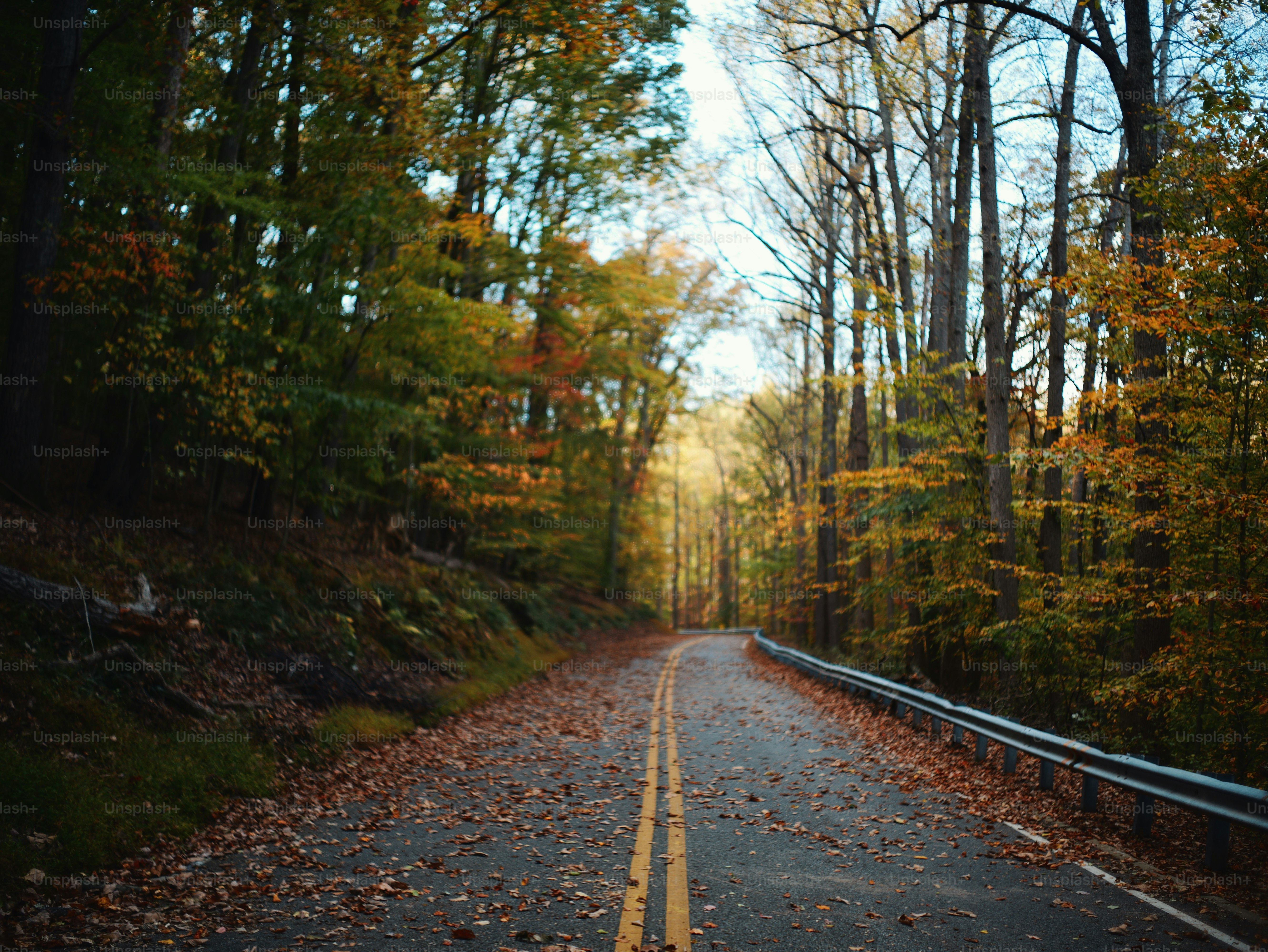 秋の森を抜ける曲がりくねった道