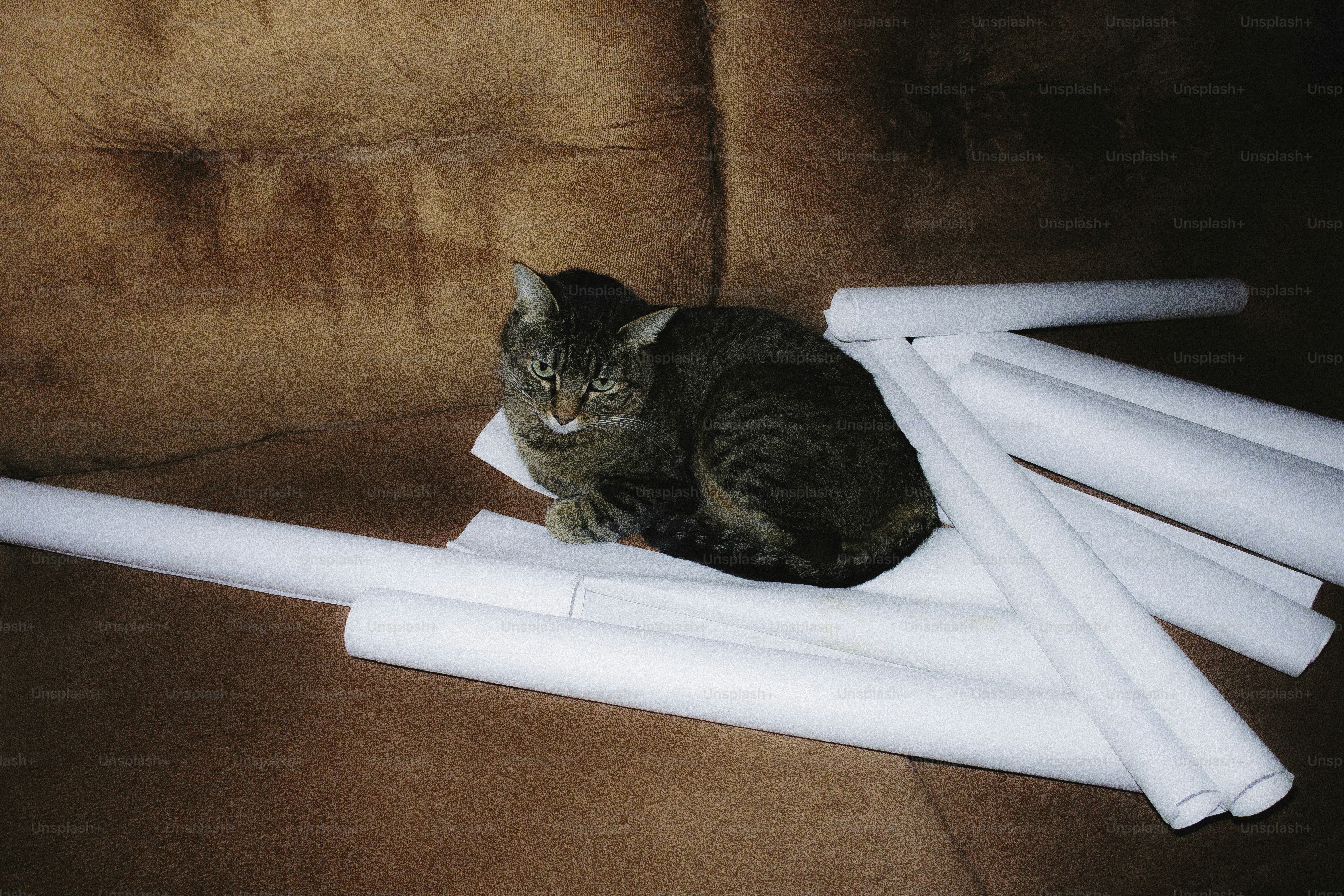 A tabby cat rests on white rolls on a sofa.