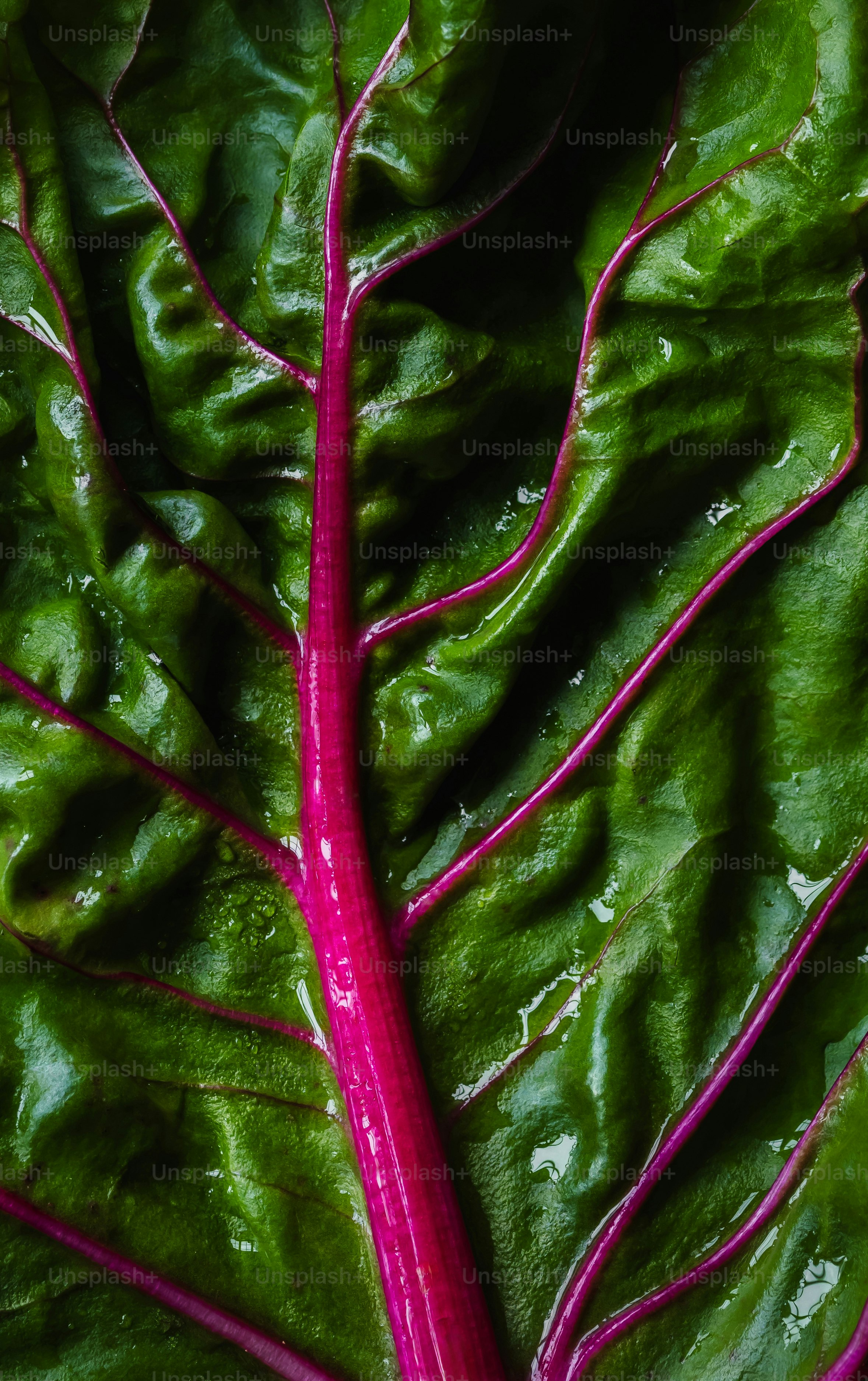 Nahaufnahme eines leuchtend grünen Blattes mit rosa Adern