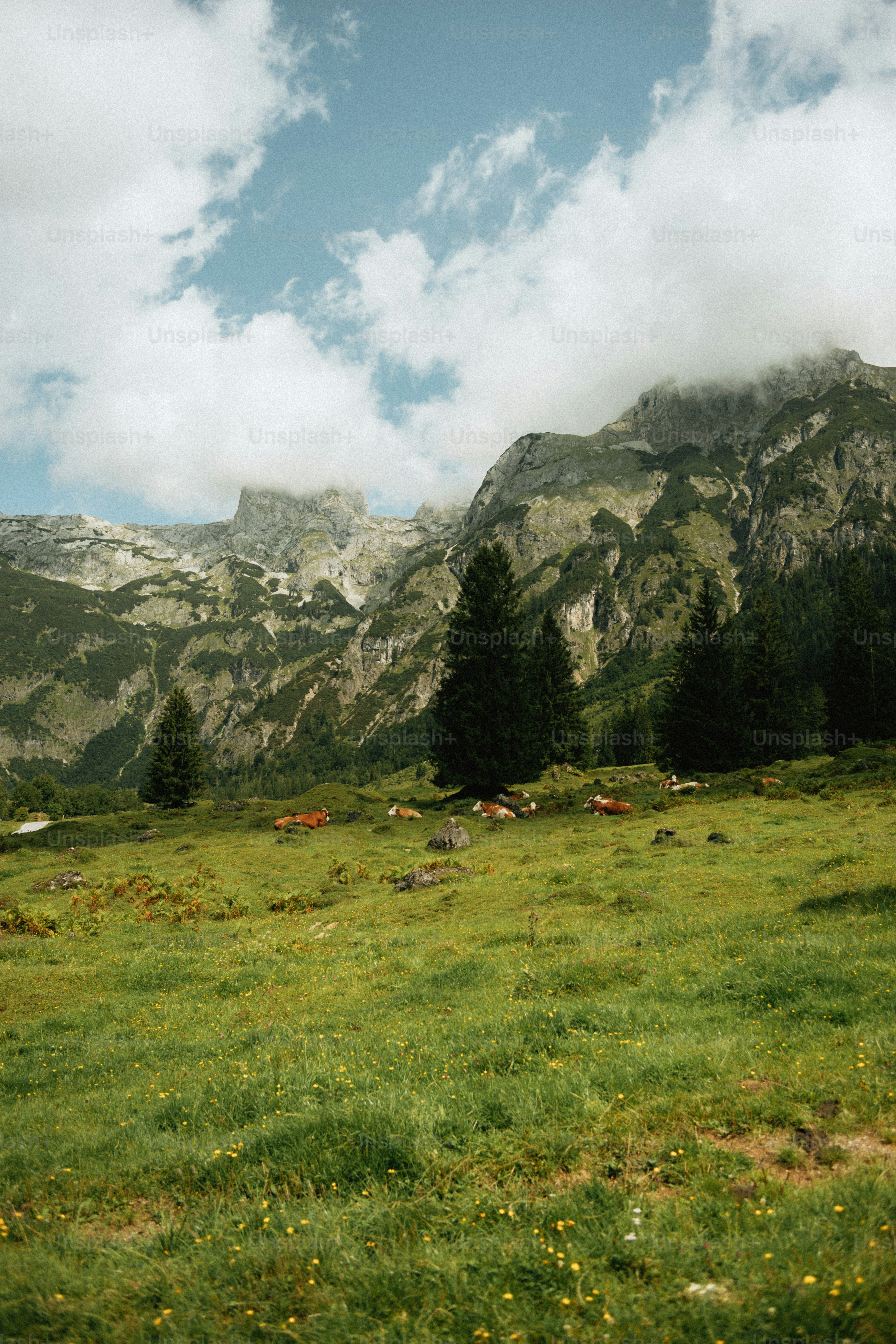 Grüne Wiese mit verstreuten Kühen und hohen Bäumen vor Bergen.