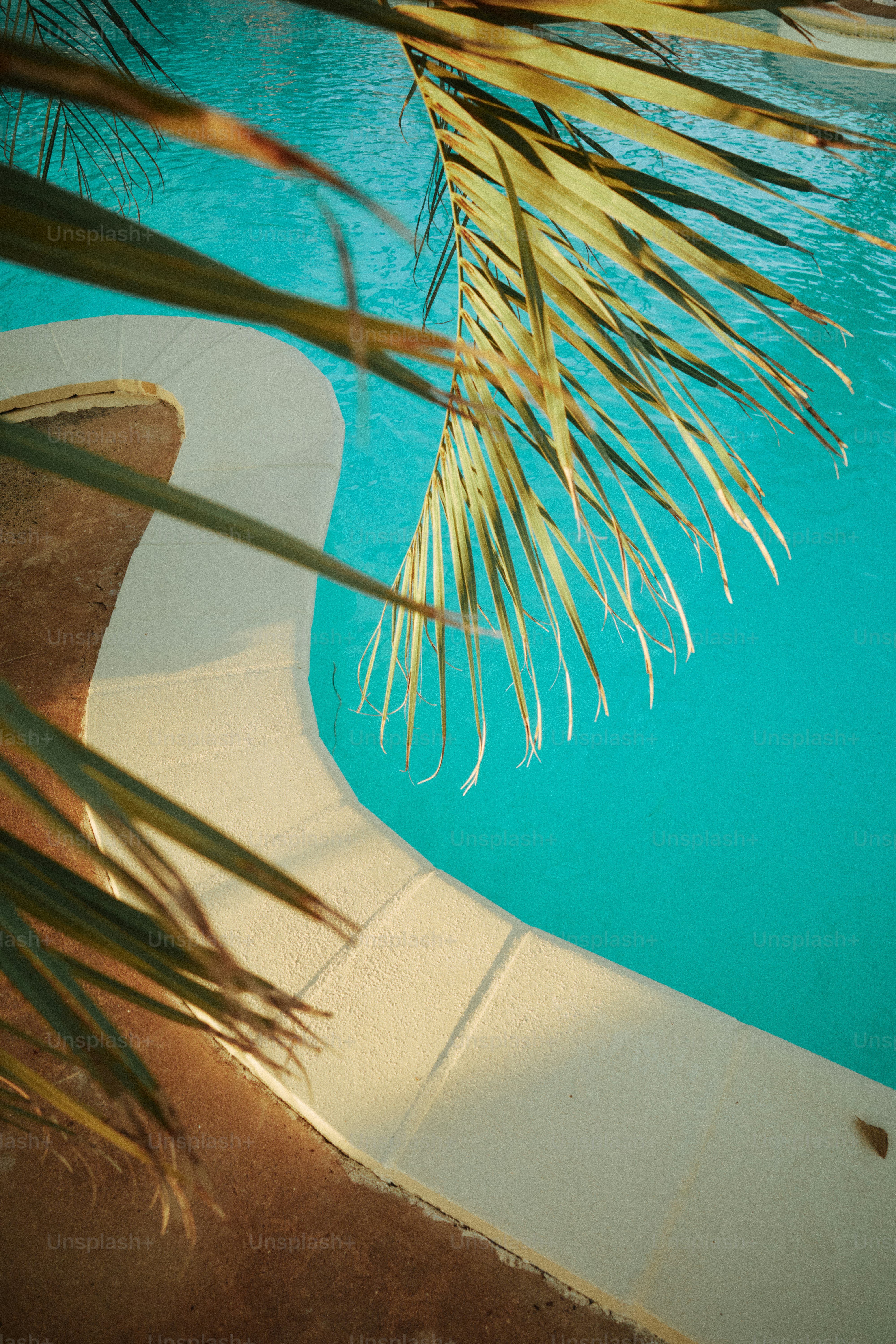 Fonde di palma sopra una piscina blu brillante.