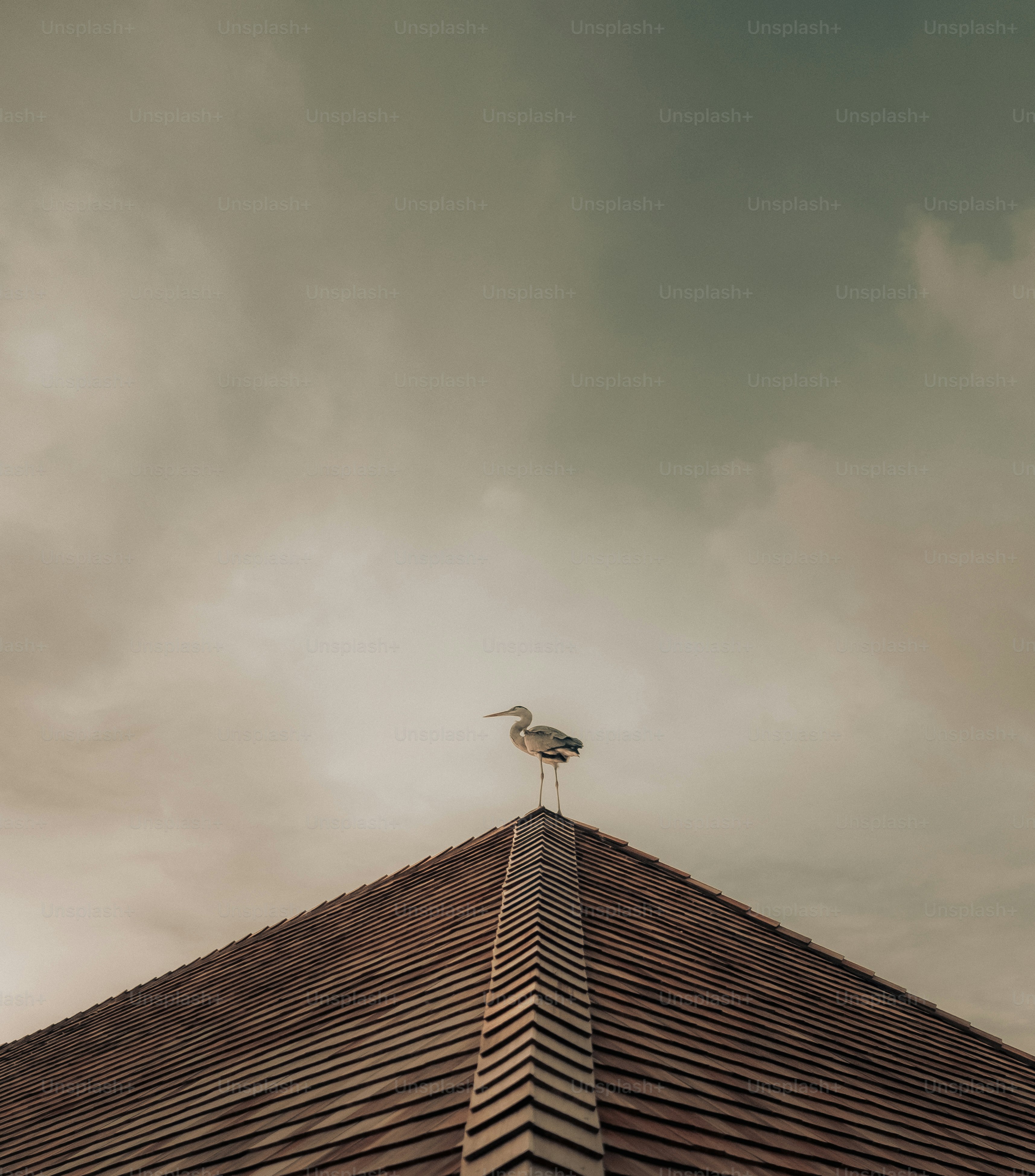 A heron stands on a rooftop under a cloudy sky.