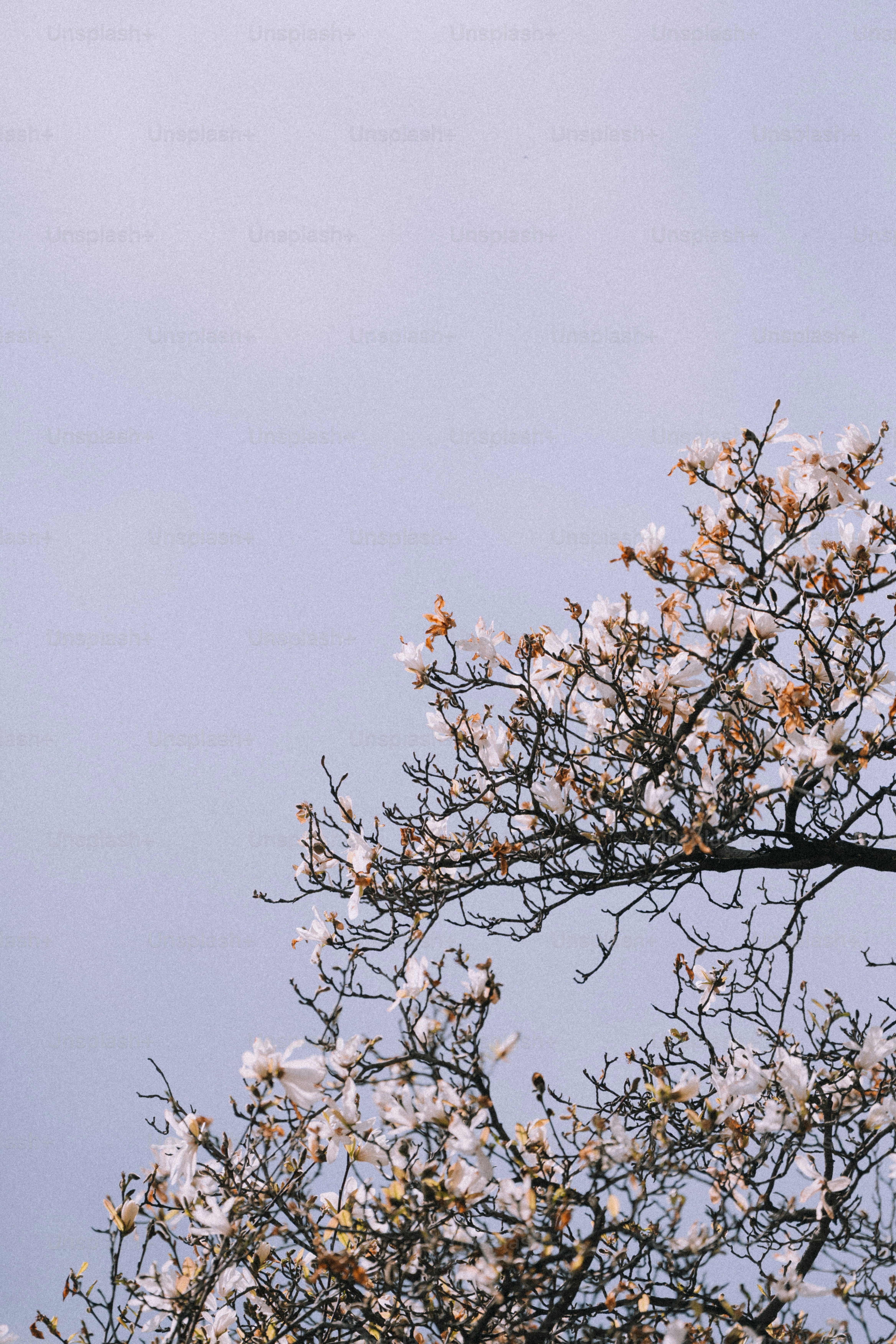 Delicate white blossoms on tree branches against sky