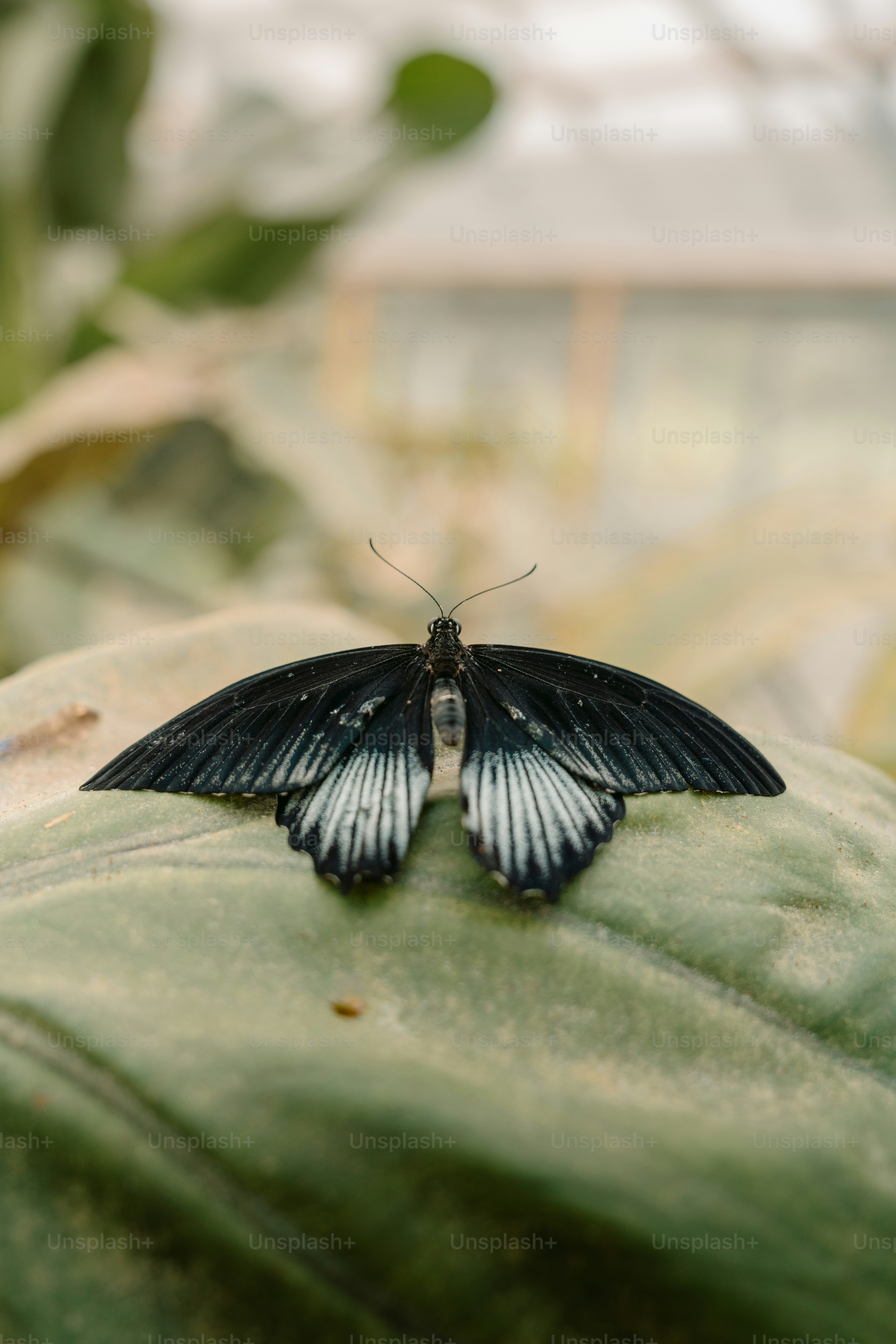 Black butterfly with white markings on a green leaf