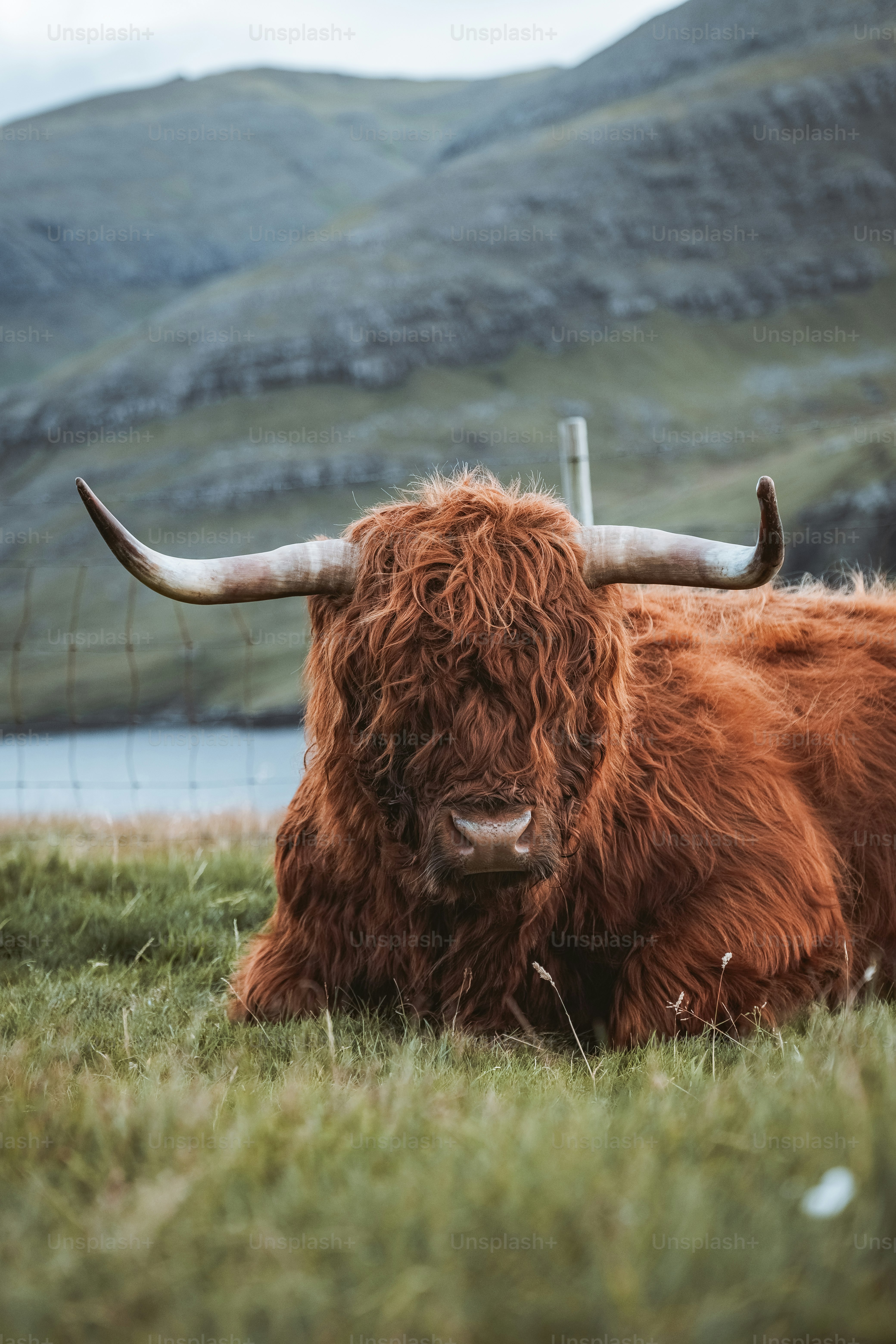 A shaggy highland cow rests in a grassy field.
