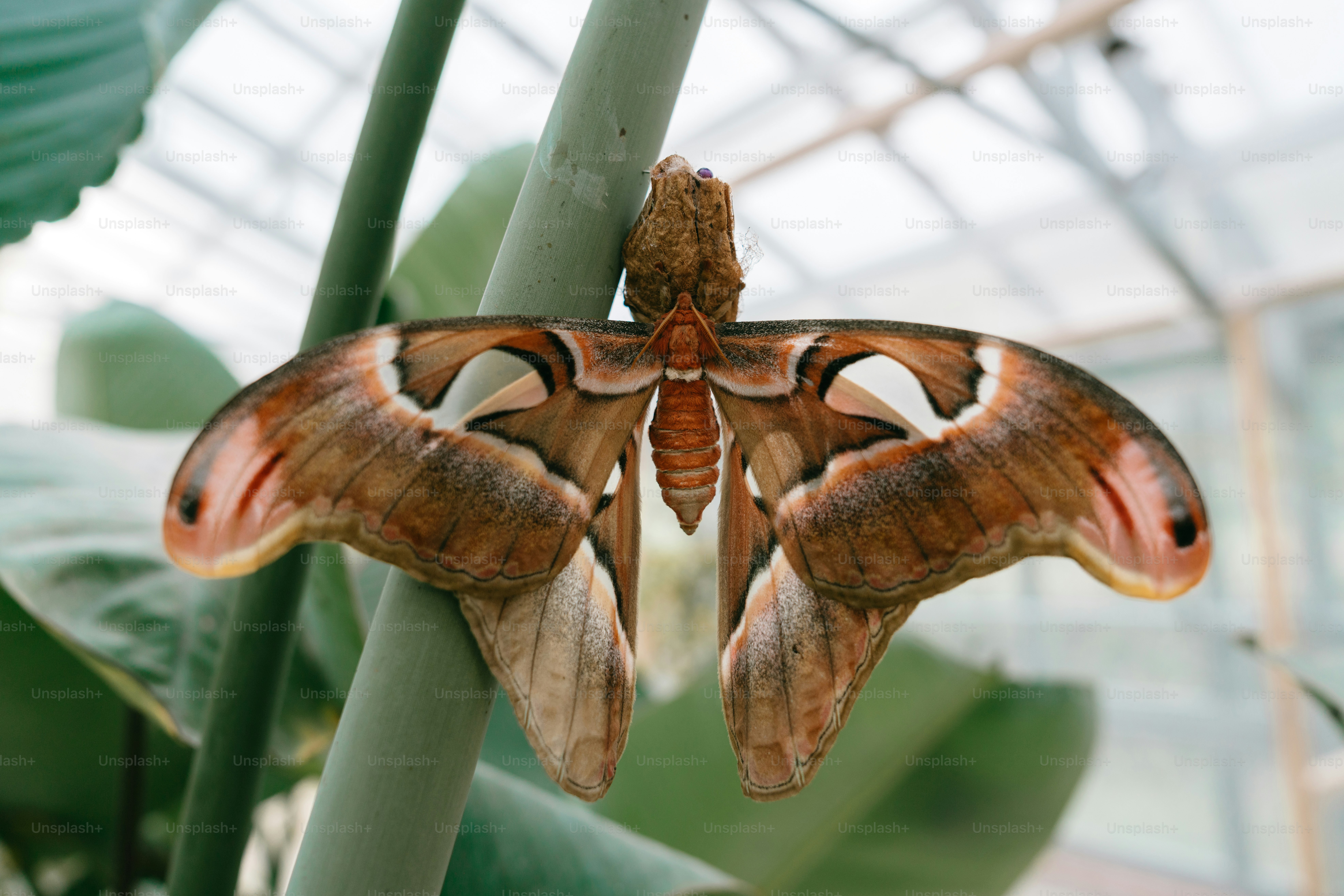 Atlas moth clinging to a green stalk