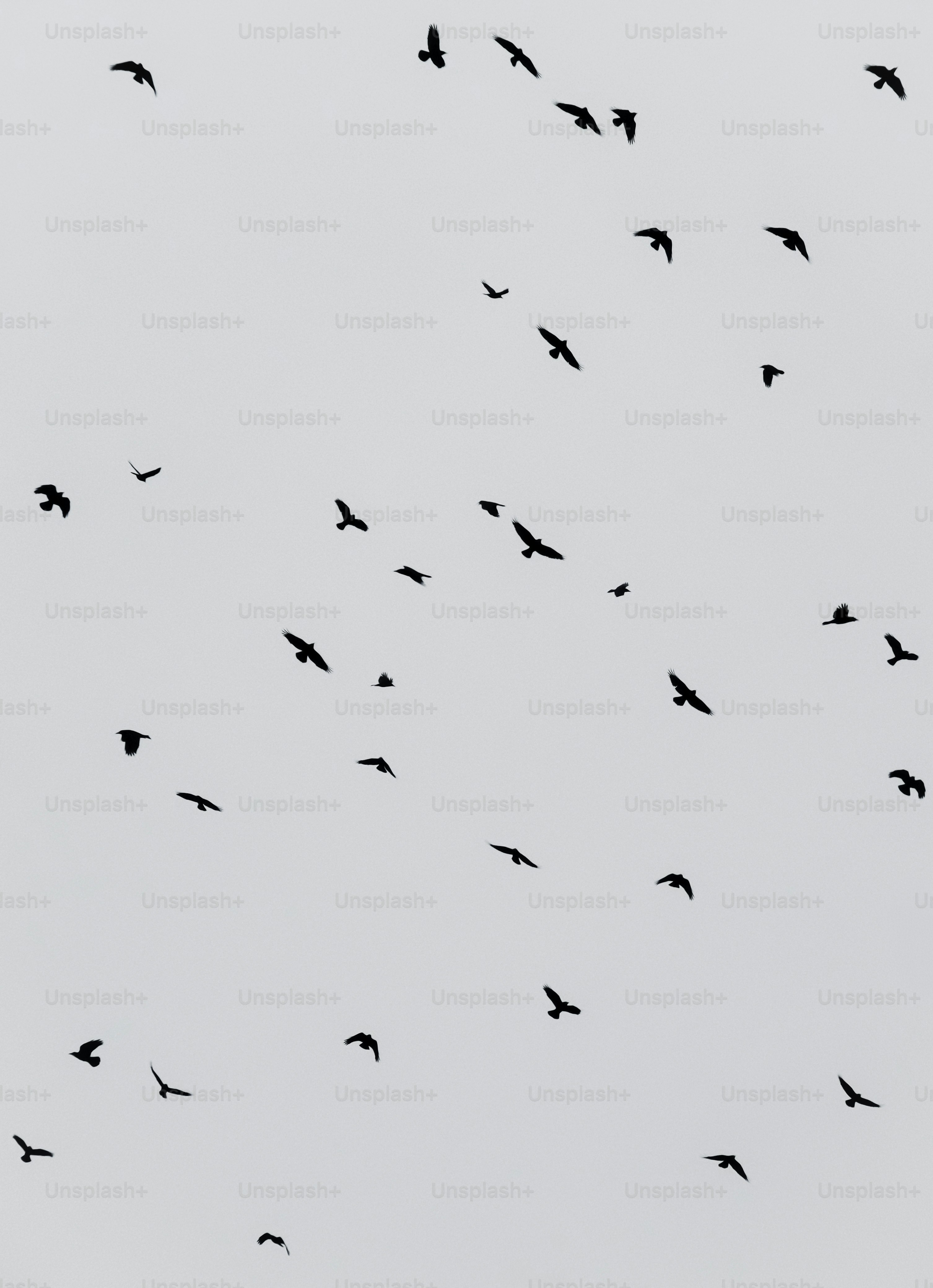 A flock of birds flying in a grey sky.
