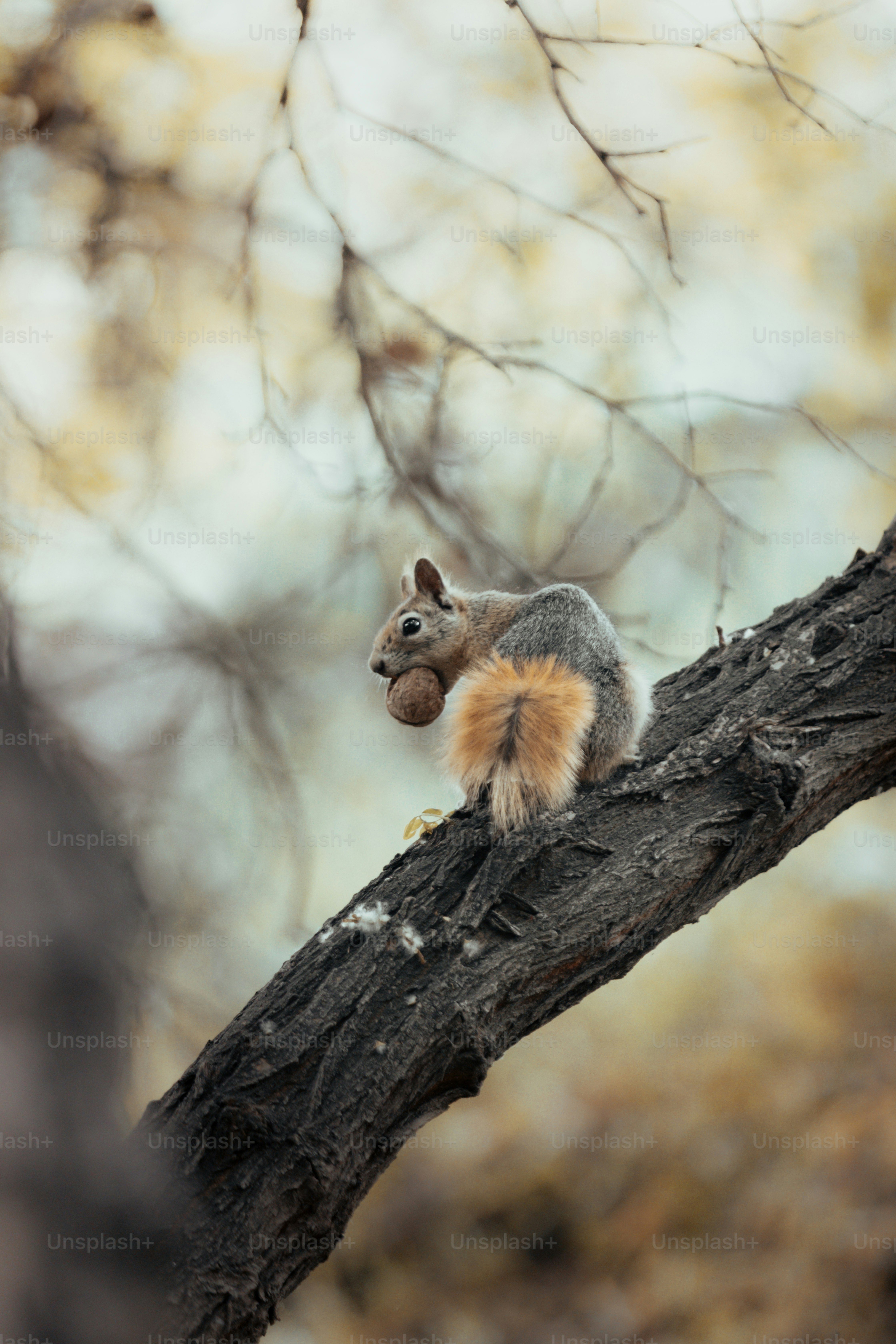 Ein Eichhörnchen, das eine Nuss auf einem Ast hält.