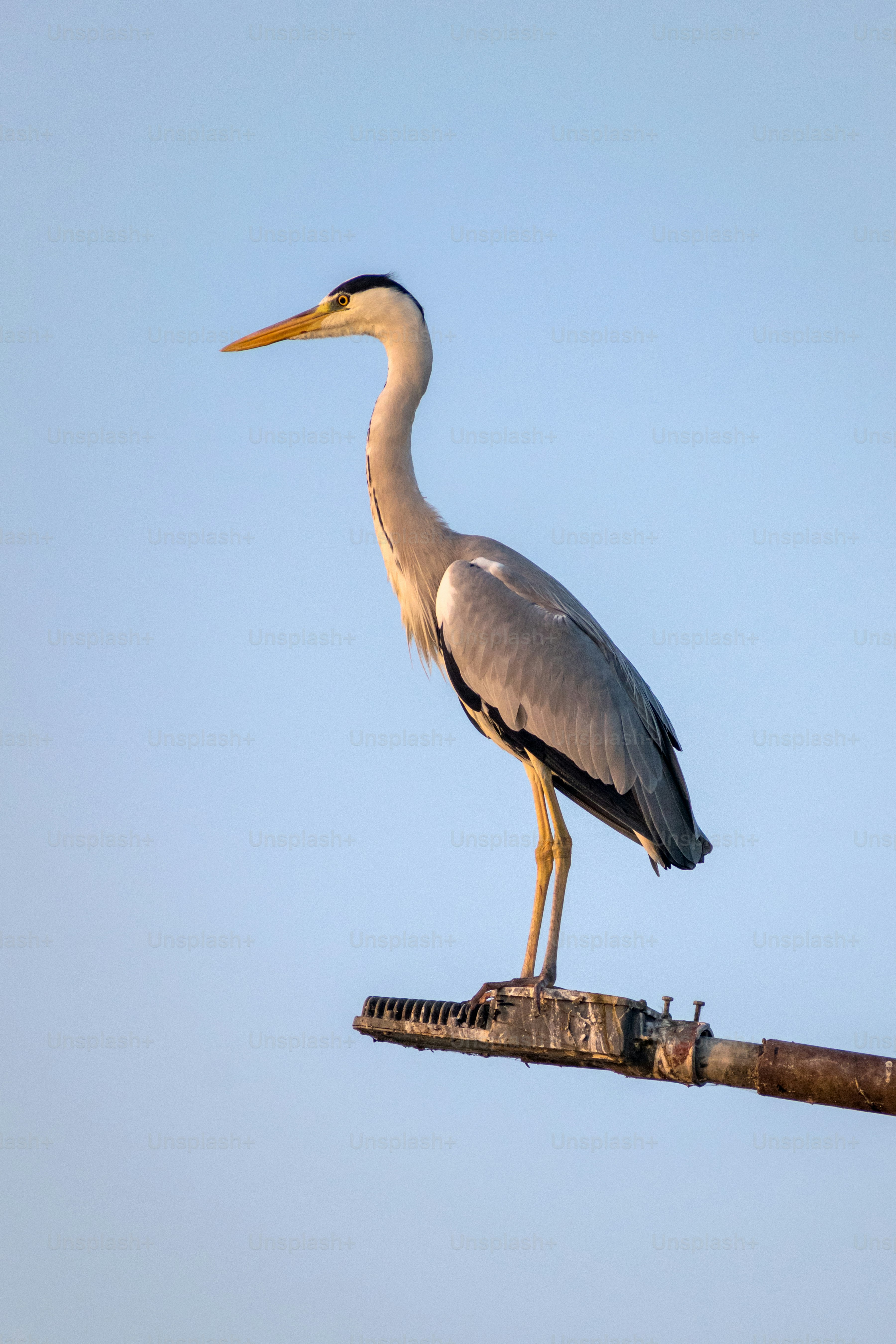 A grey heron stands perched on a metal structure.