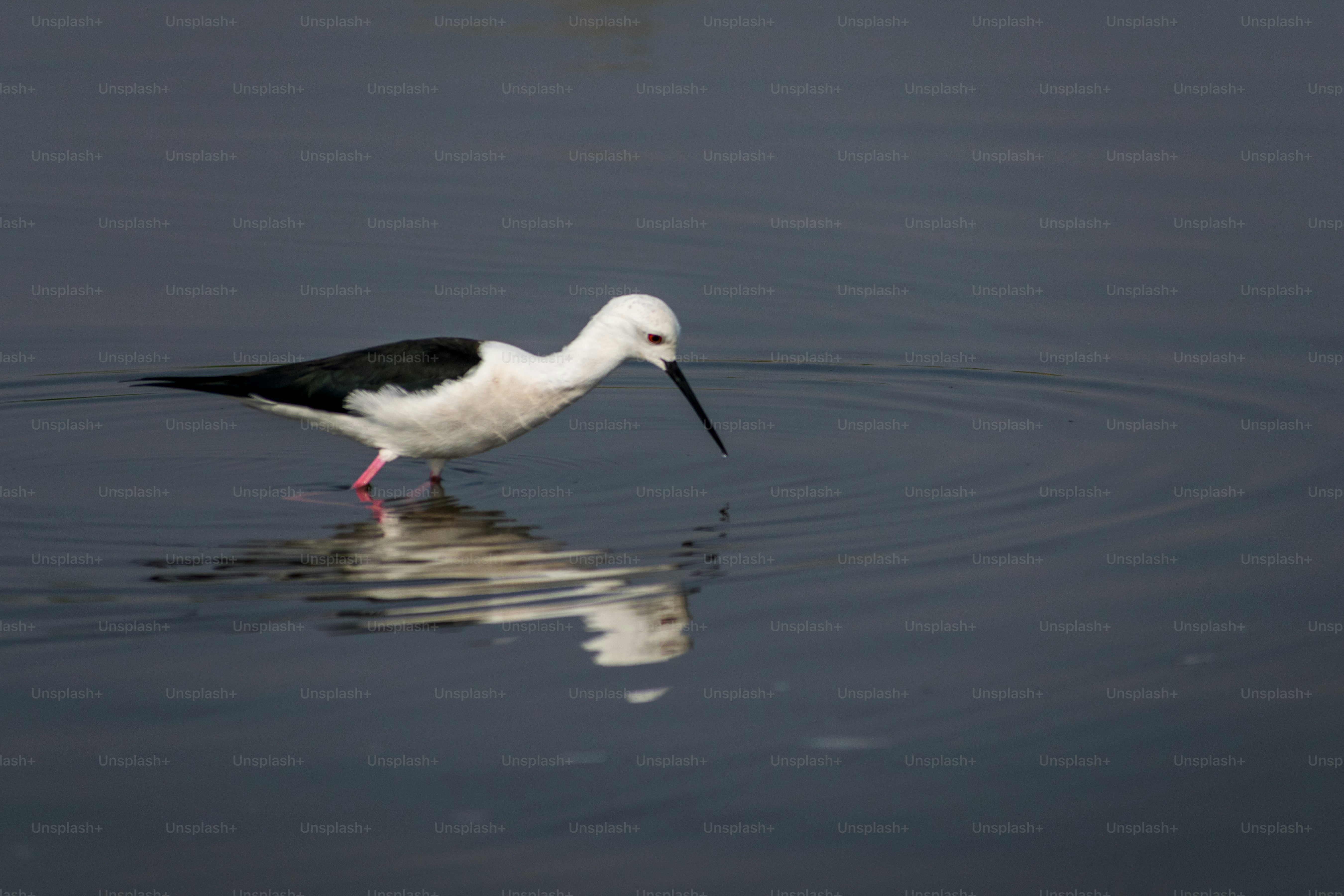 A black and white bird wading in dark water