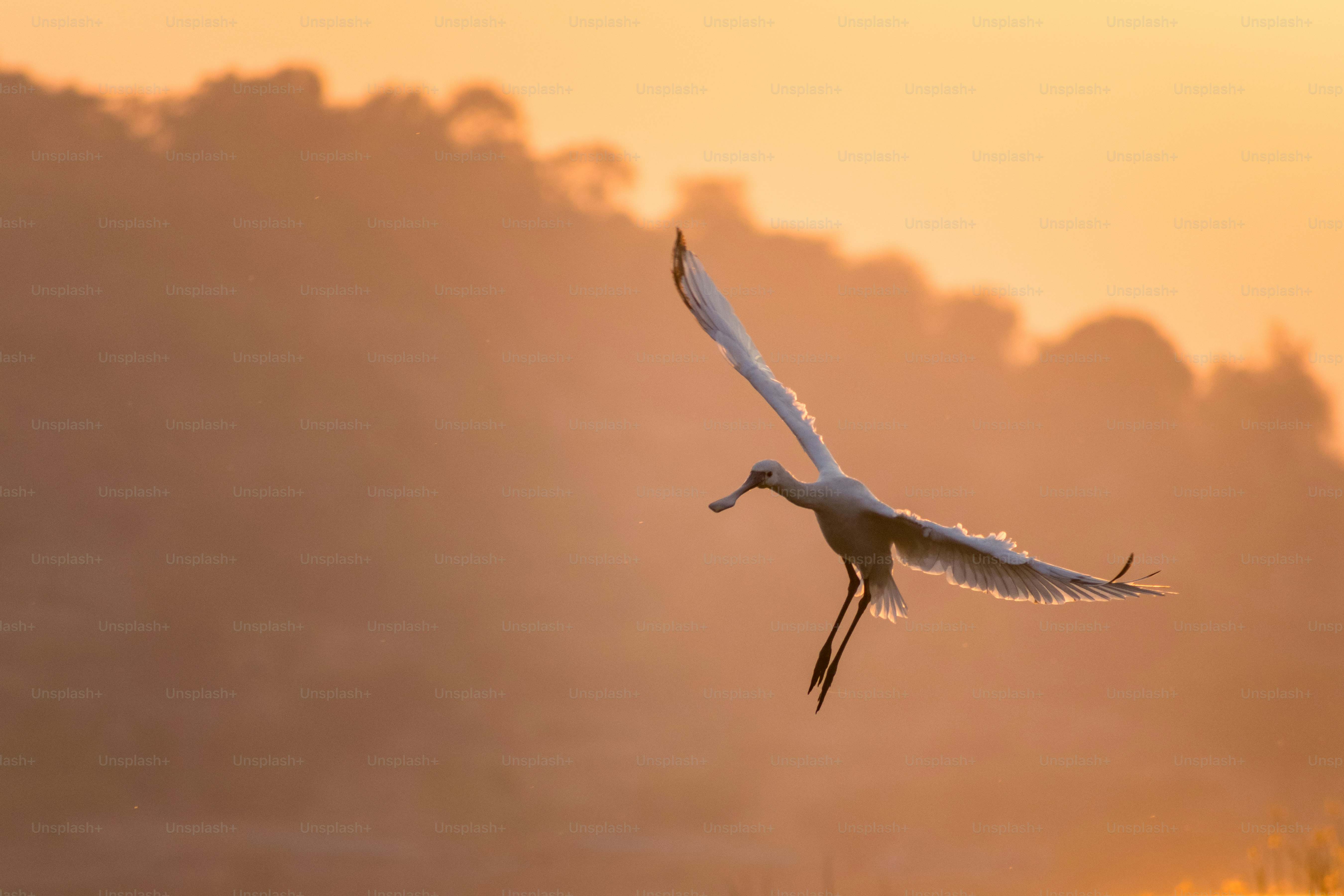 A white bird with wings spread flying at sunset.