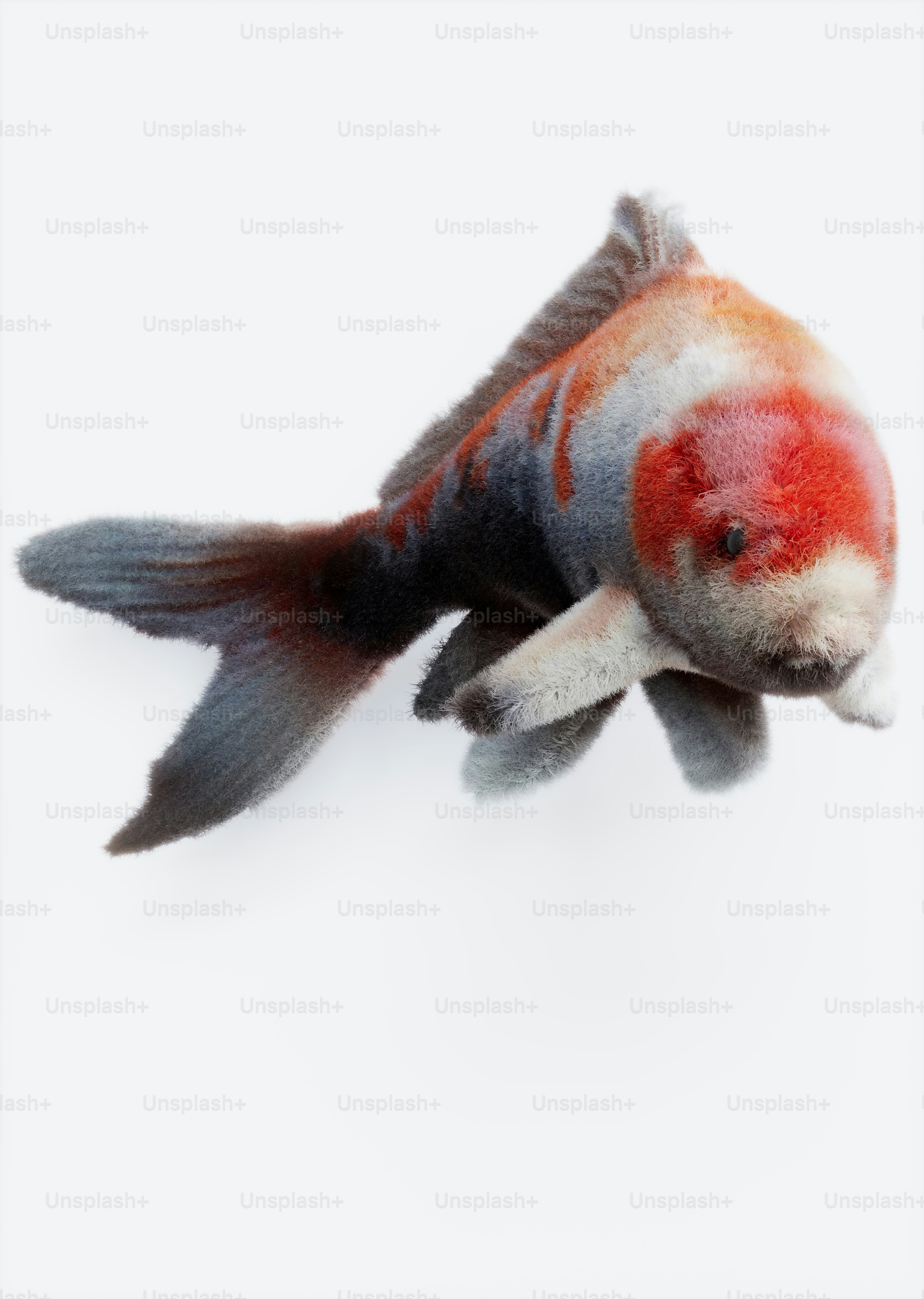 A detailed, fluffy goldfish with orange and white markings.