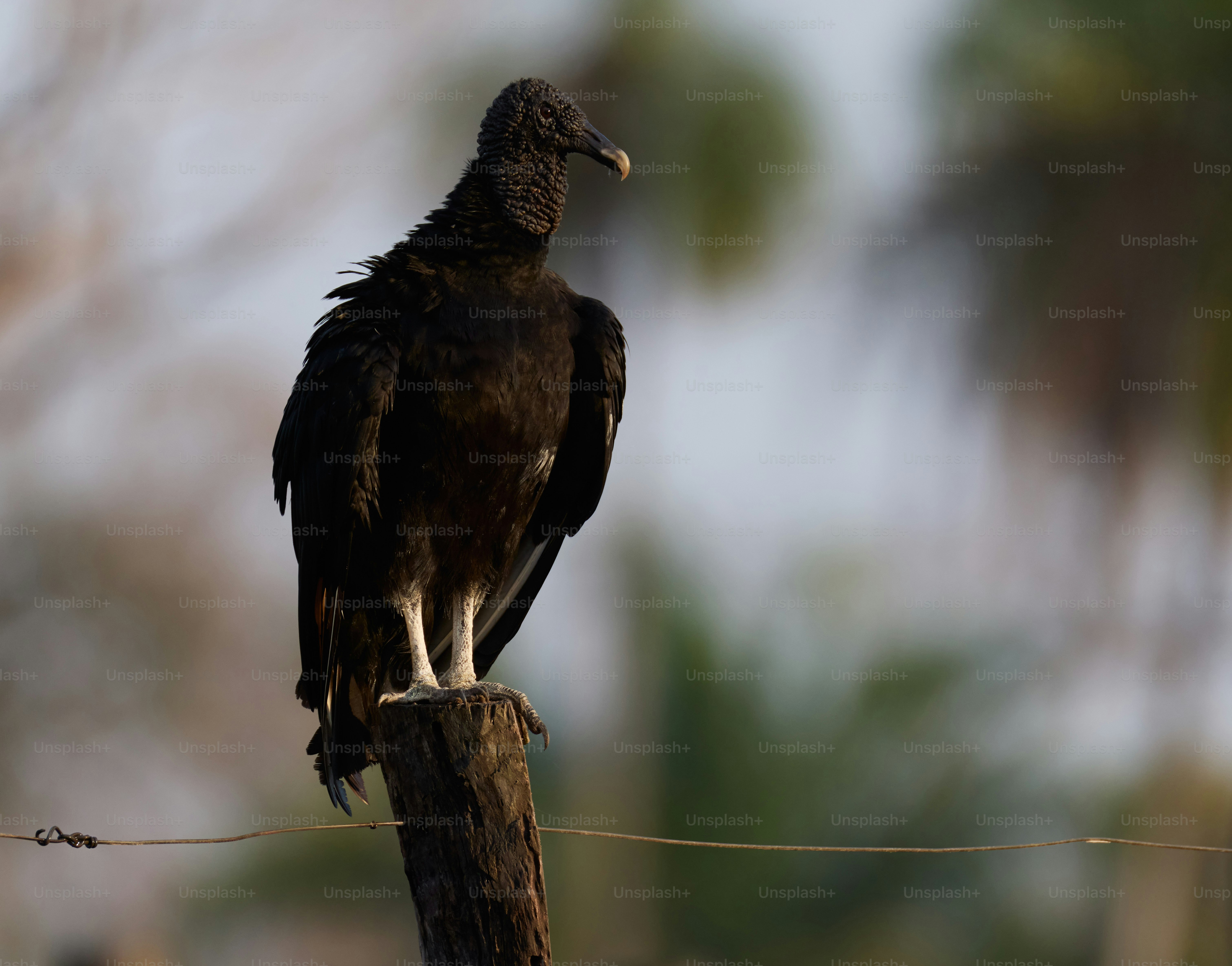 A black vulture perched on a wooden post.