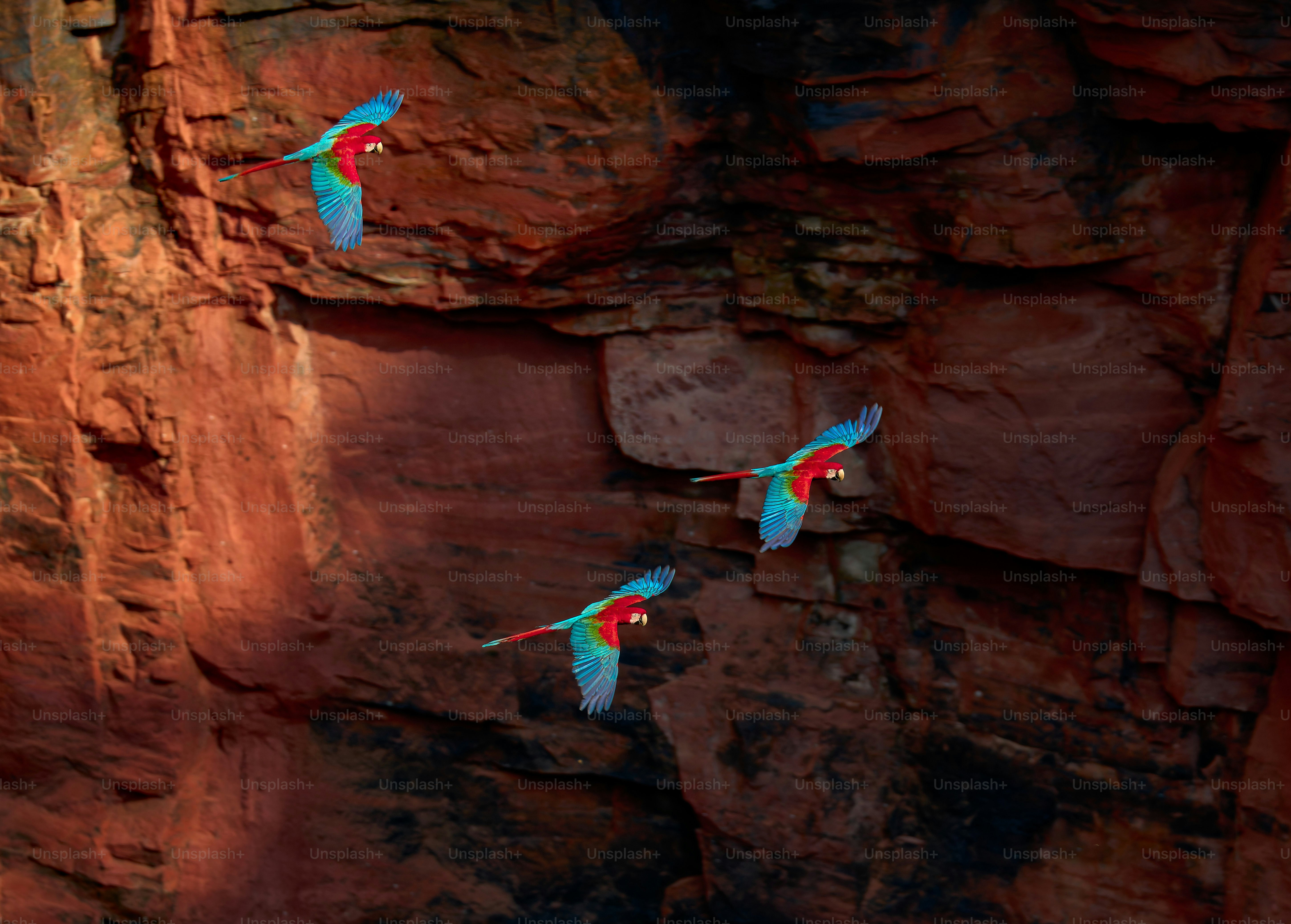 Three macaws fly near a rocky cliff face.