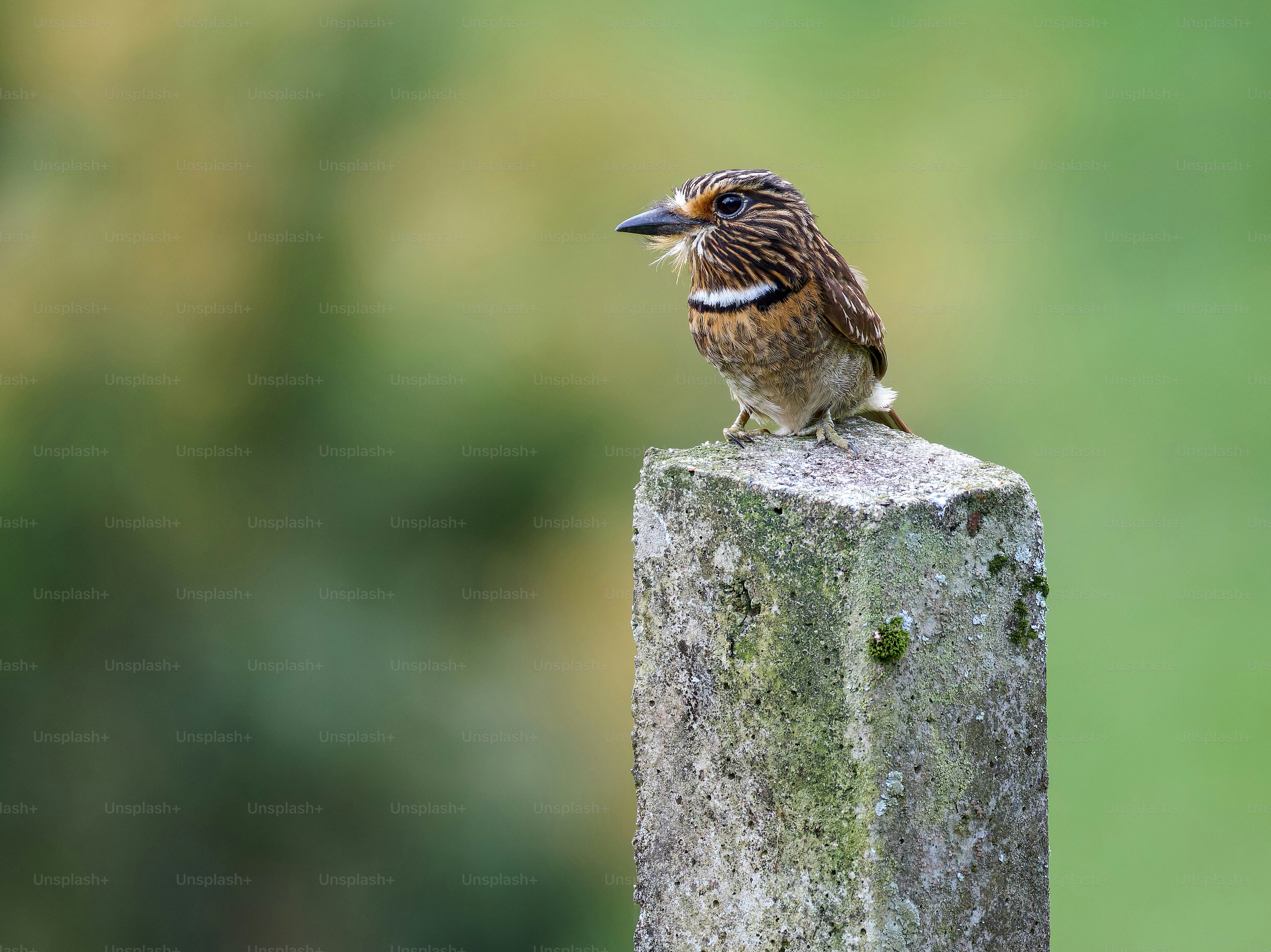 A small bird perches on a weathered stone post.