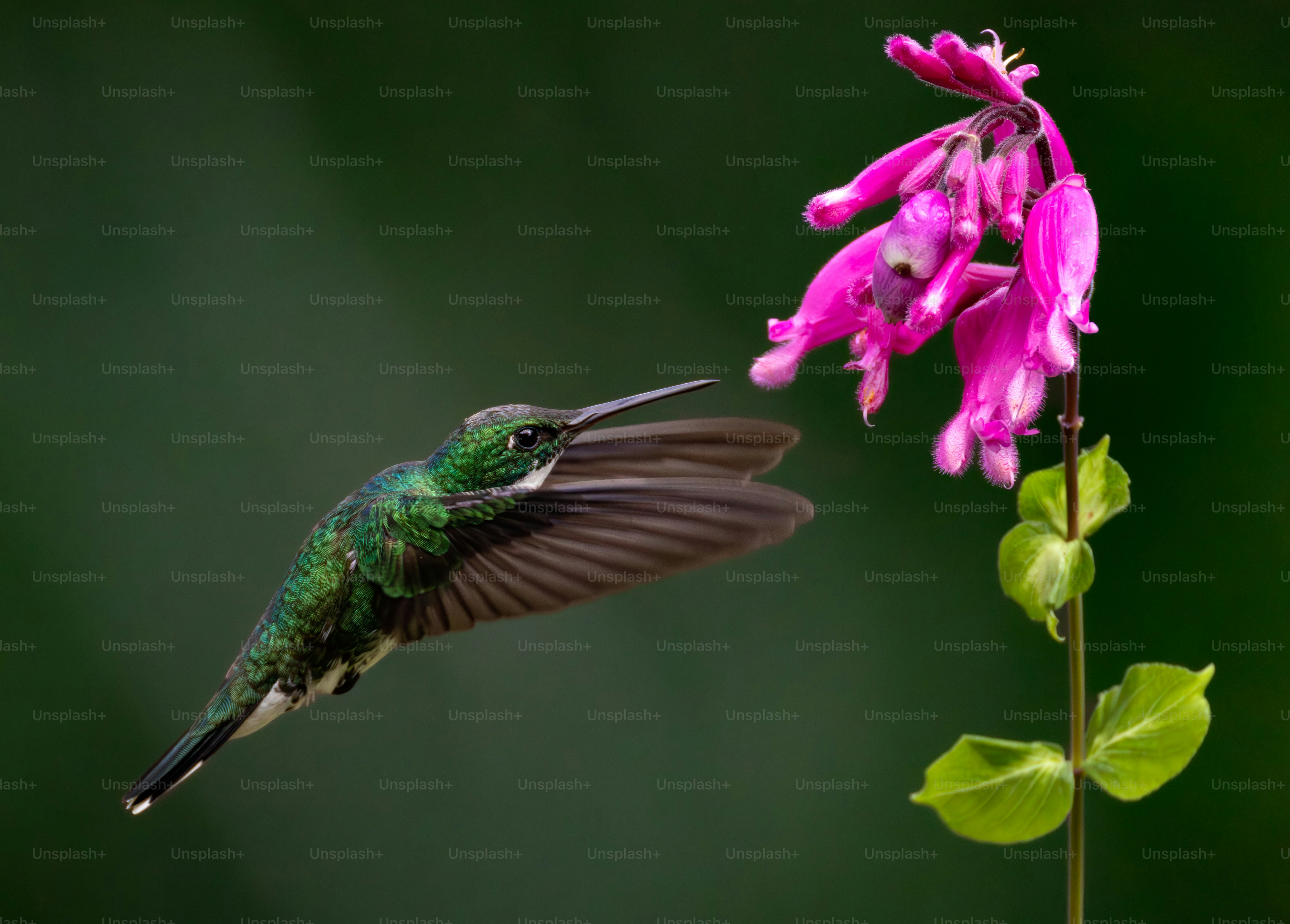 Hummingbird feeding on a pink flower