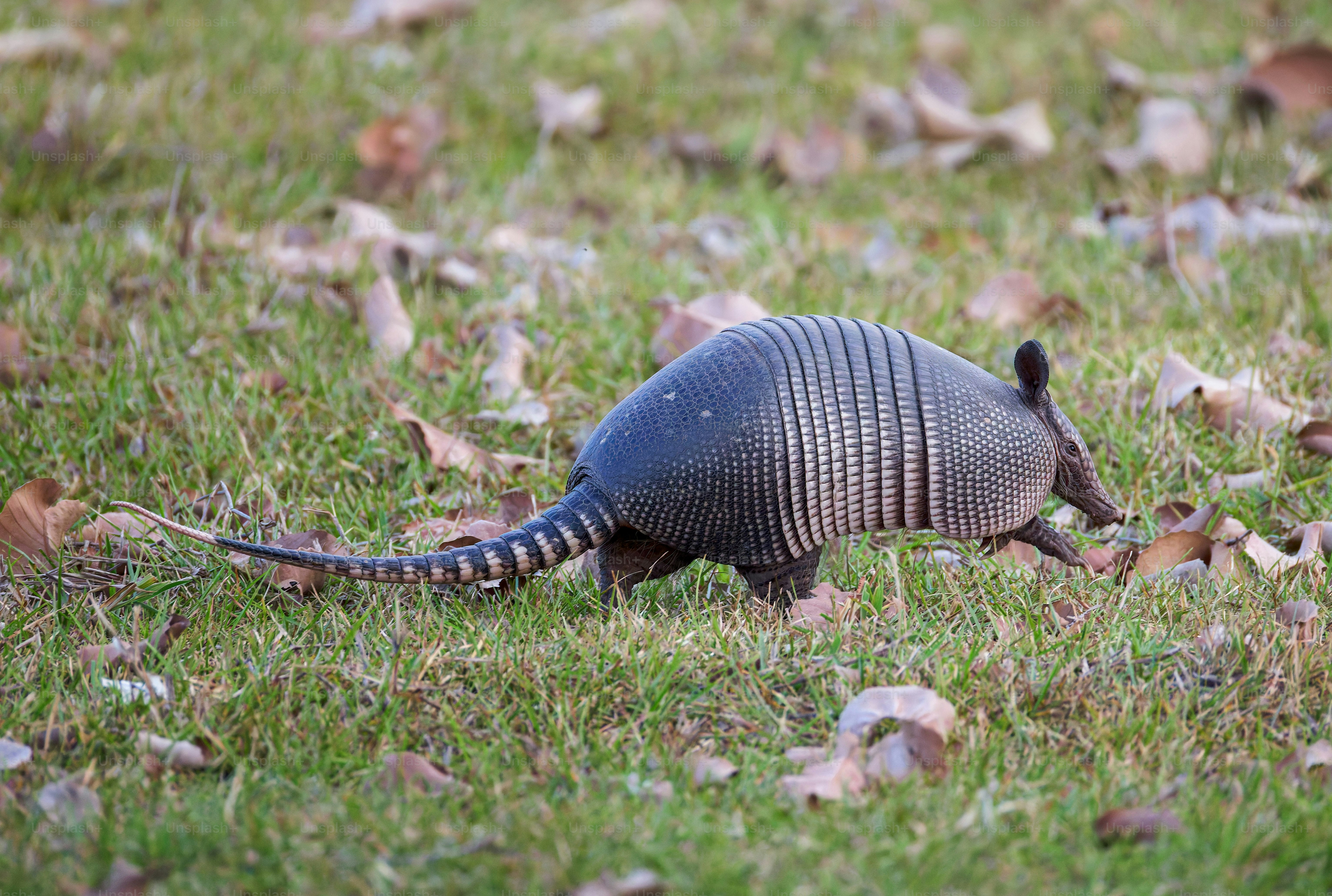 An armadillo walks across a grassy field.