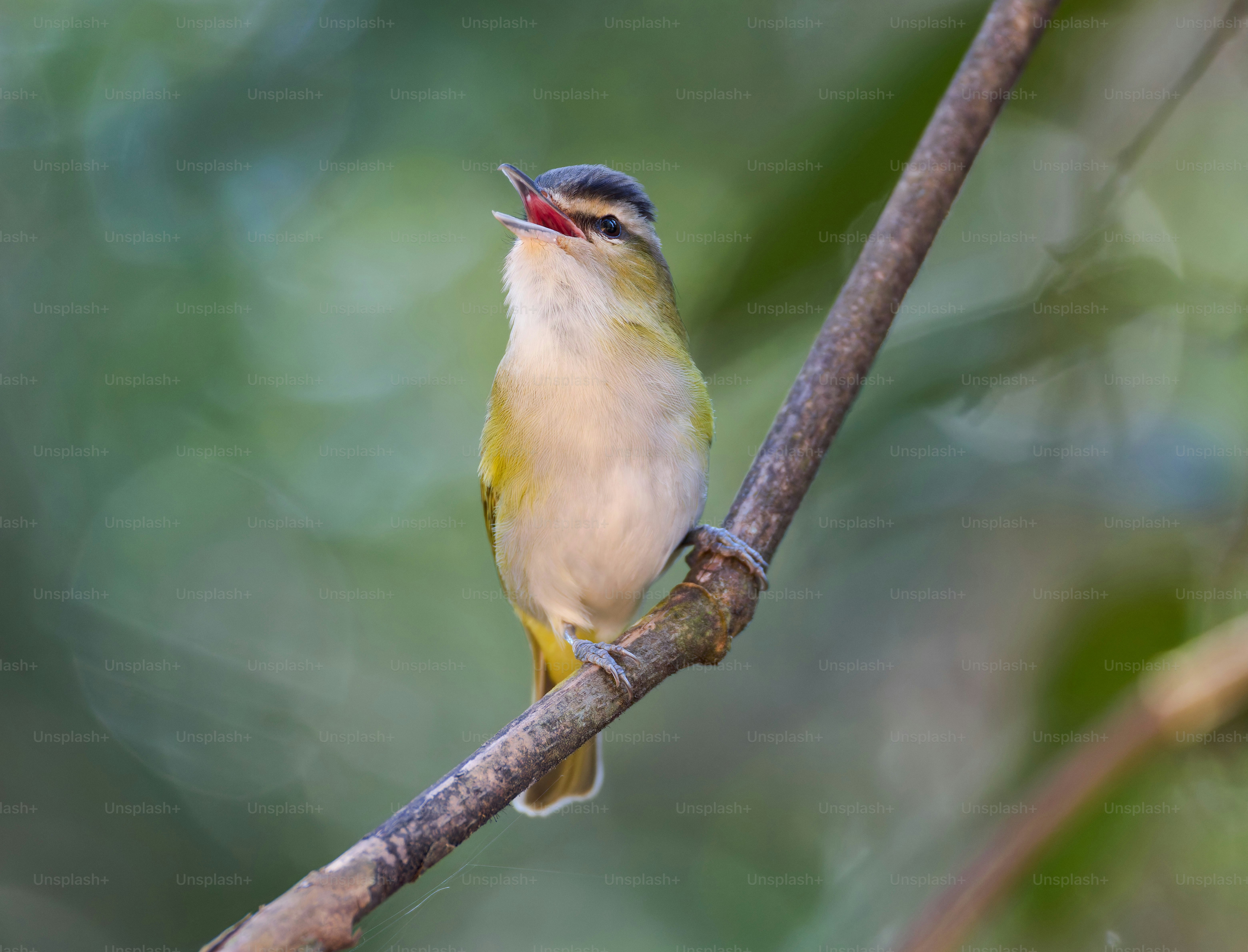 Um pequeno pássaro canta de um galho de árvore.