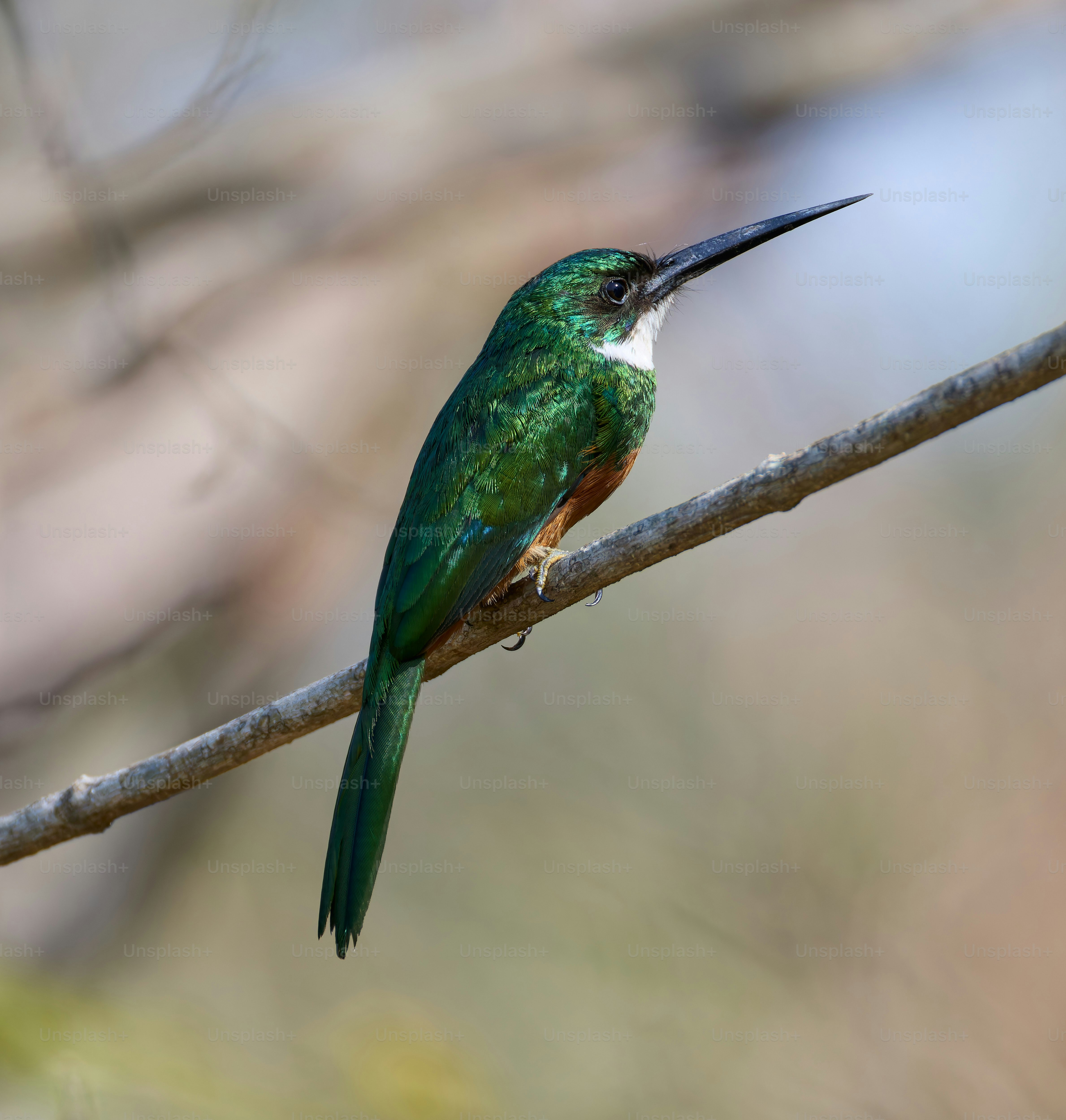 Green bird with long beak perched on branch