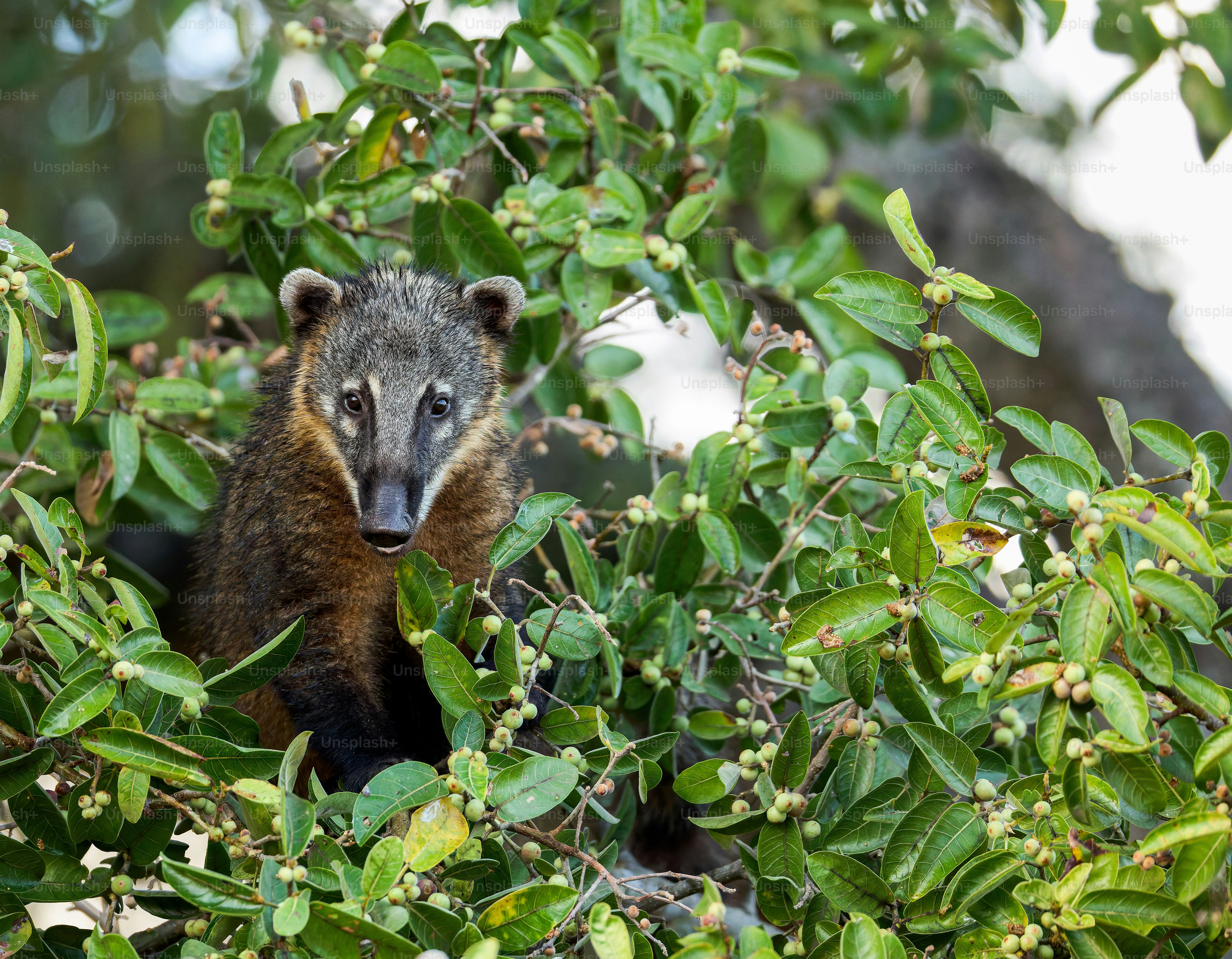 A coati peeks out from dense green foliage