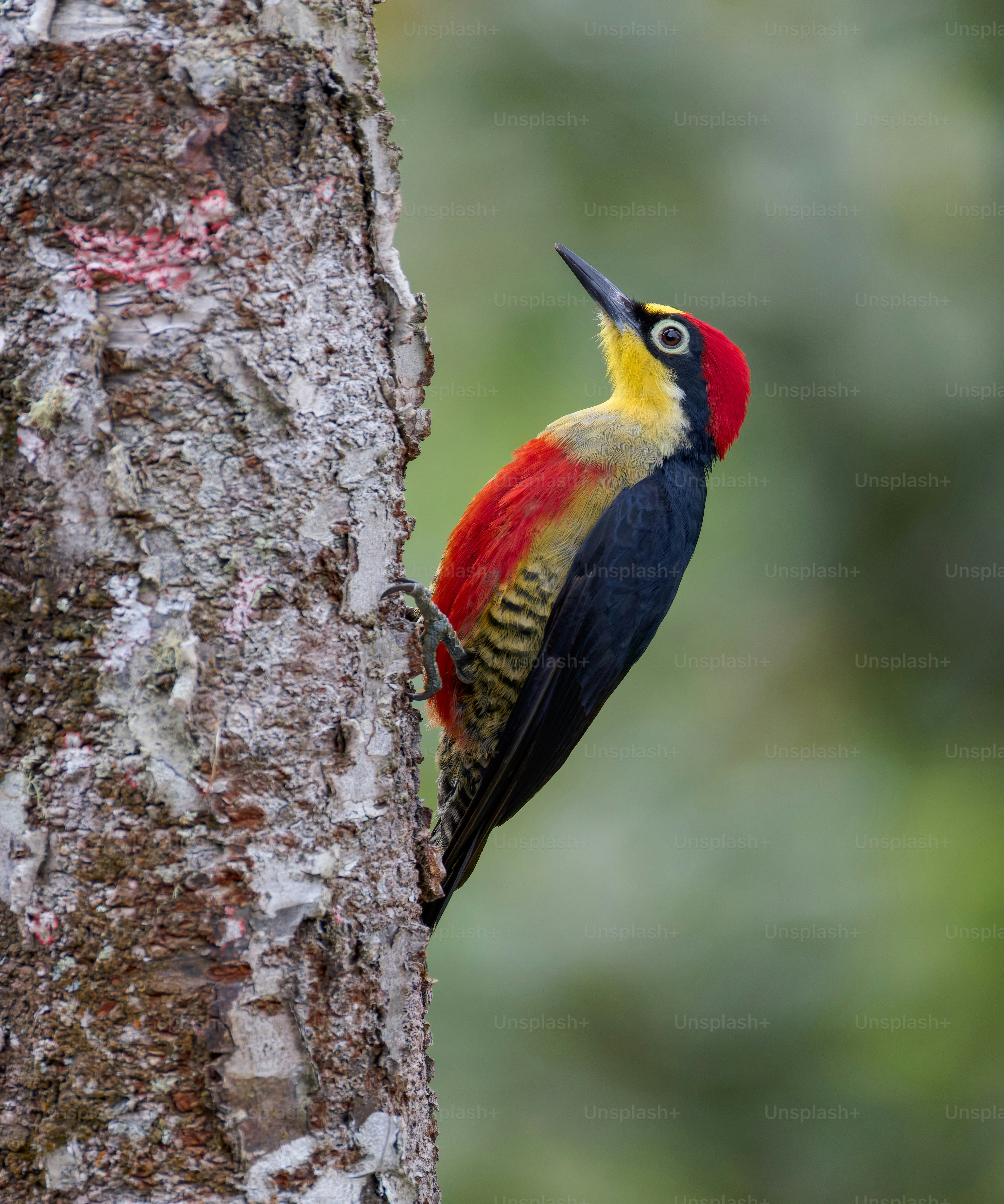カラフルなキツツキが木の幹にしがみついています。