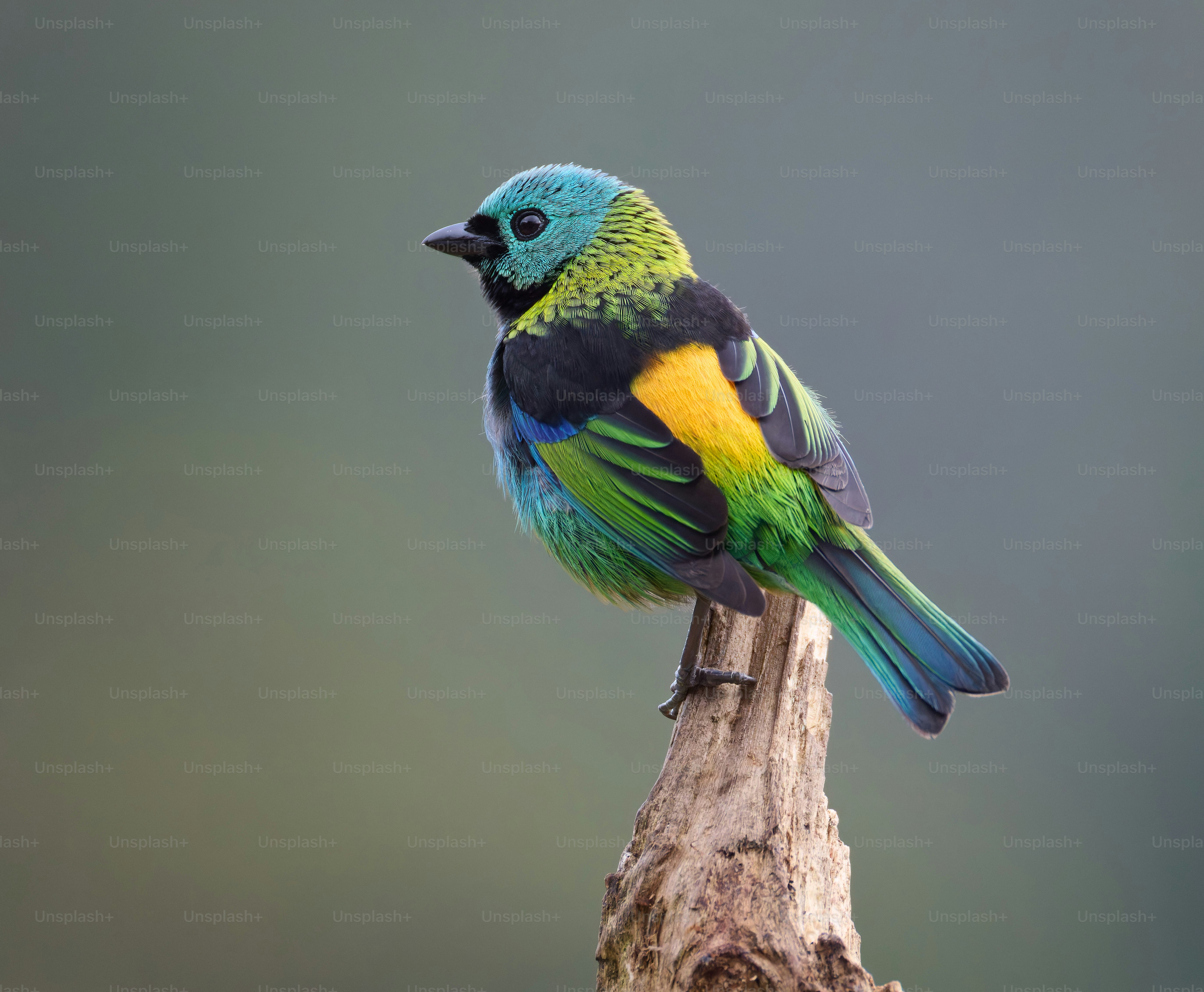 A colorful bird with green, blue, and yellow plumage.