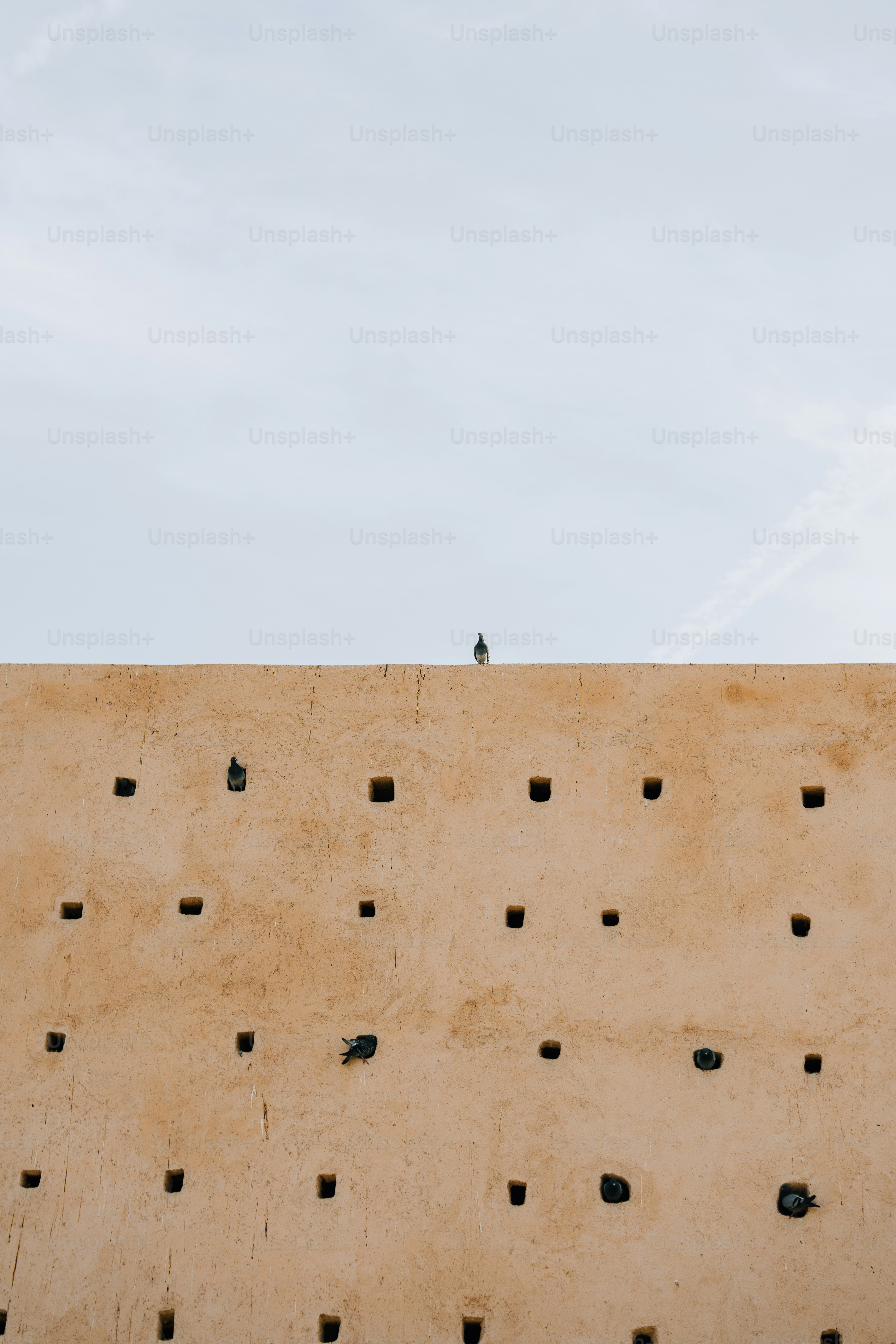 Pigeons perched on a textured wall under sky
