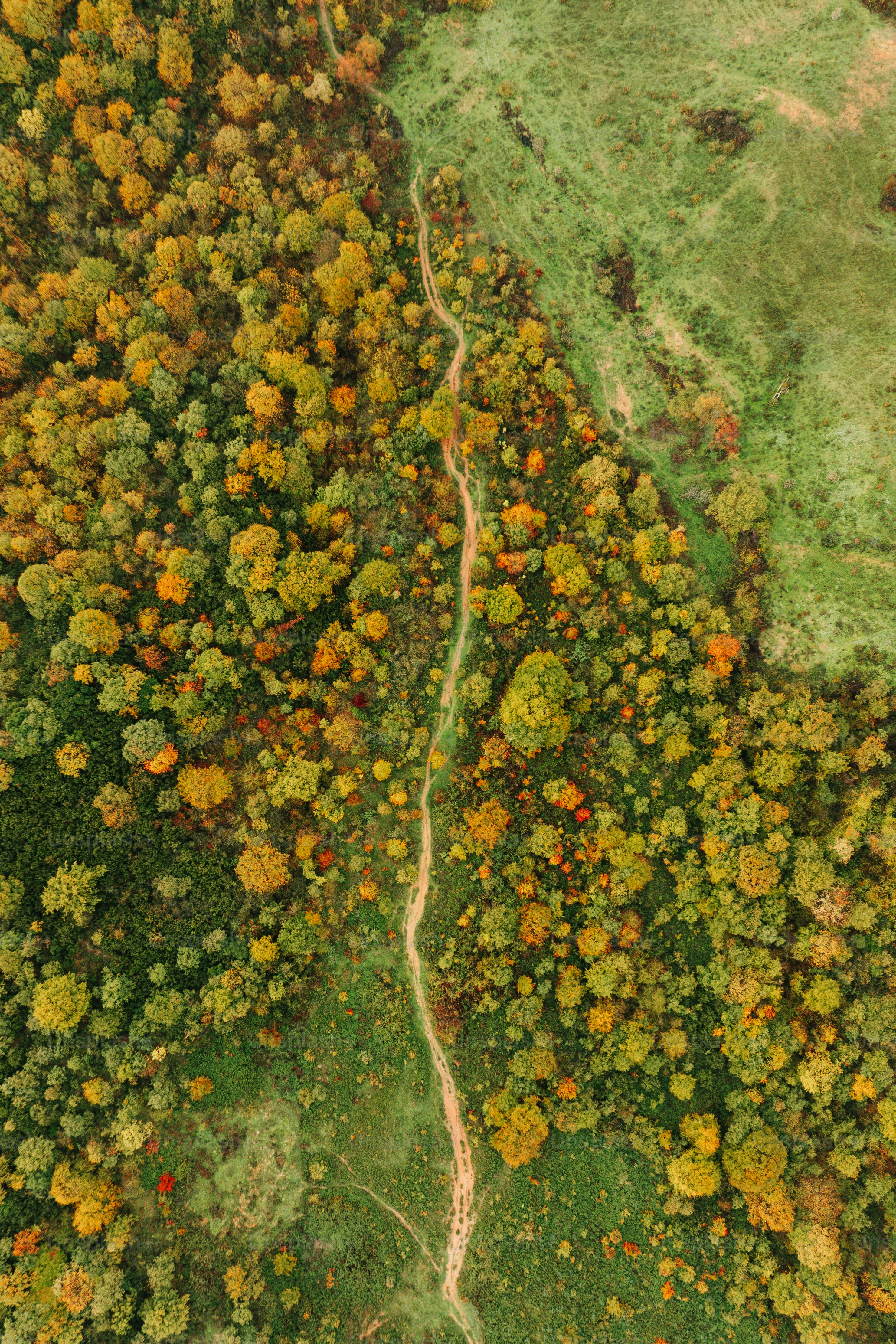 A winding path through a vibrant, autumn forest.