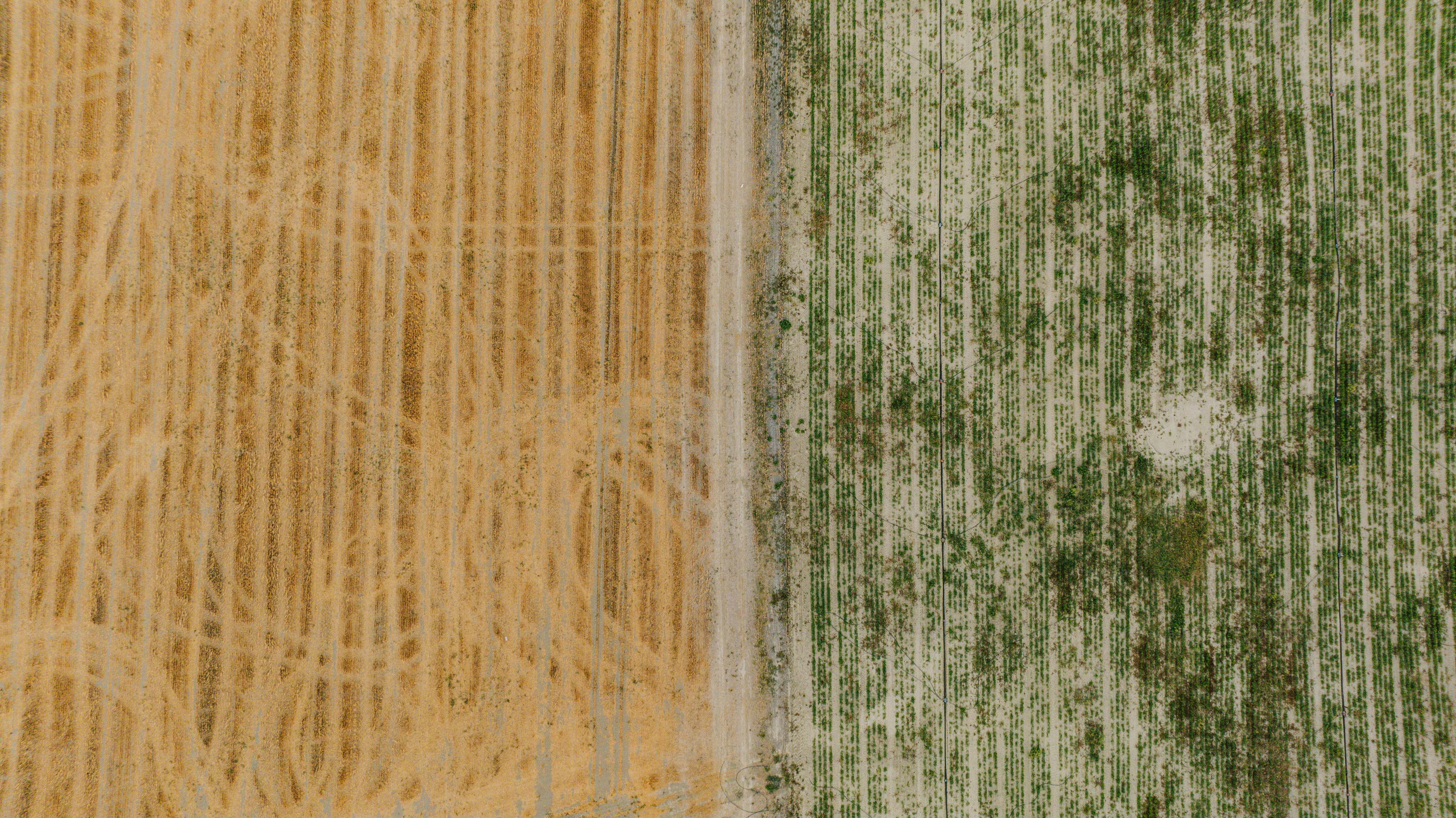 Rows of dry hay and green grass fields.