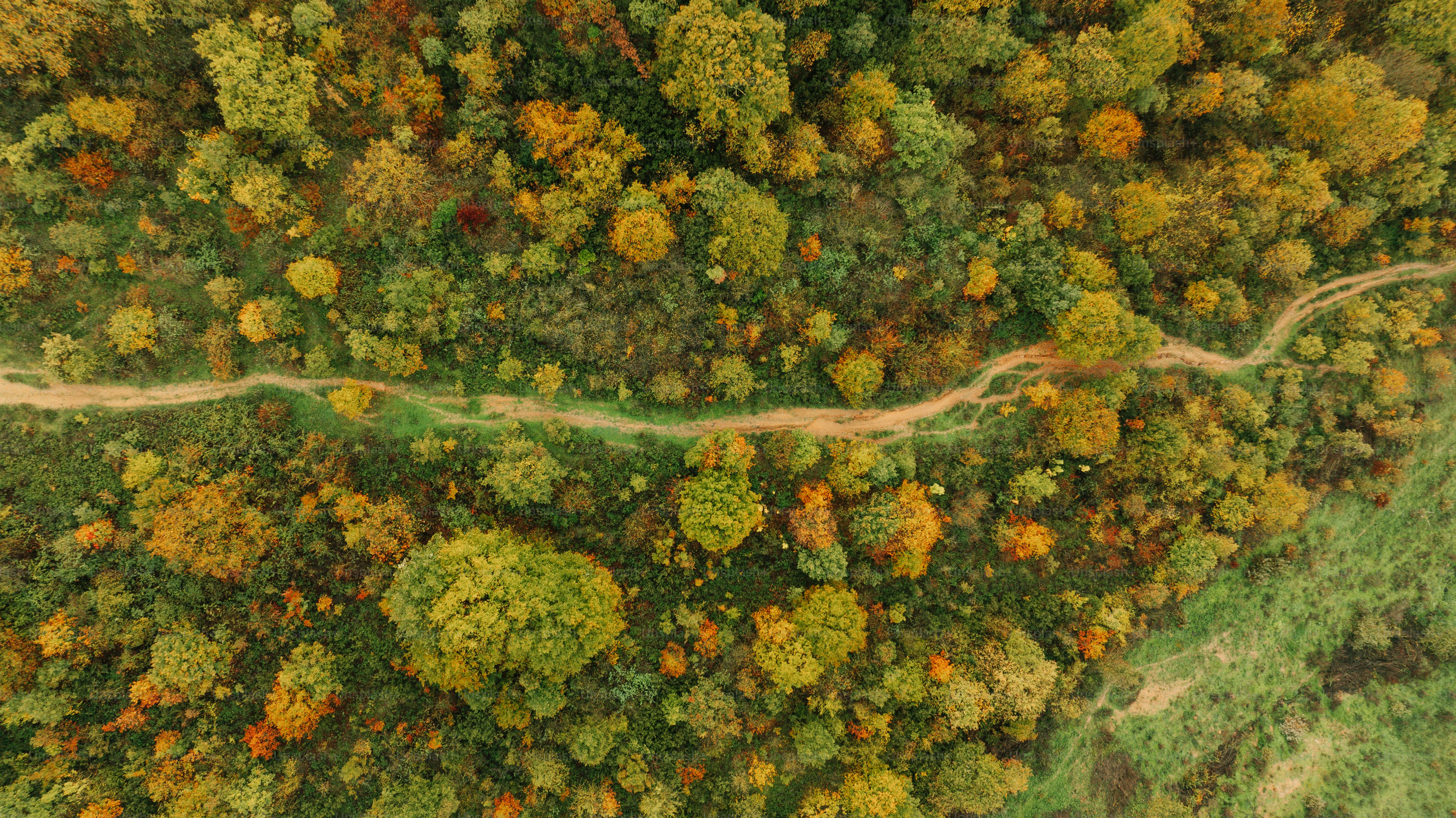 Aerial view of a winding path through autumn forest photo – Natural ...