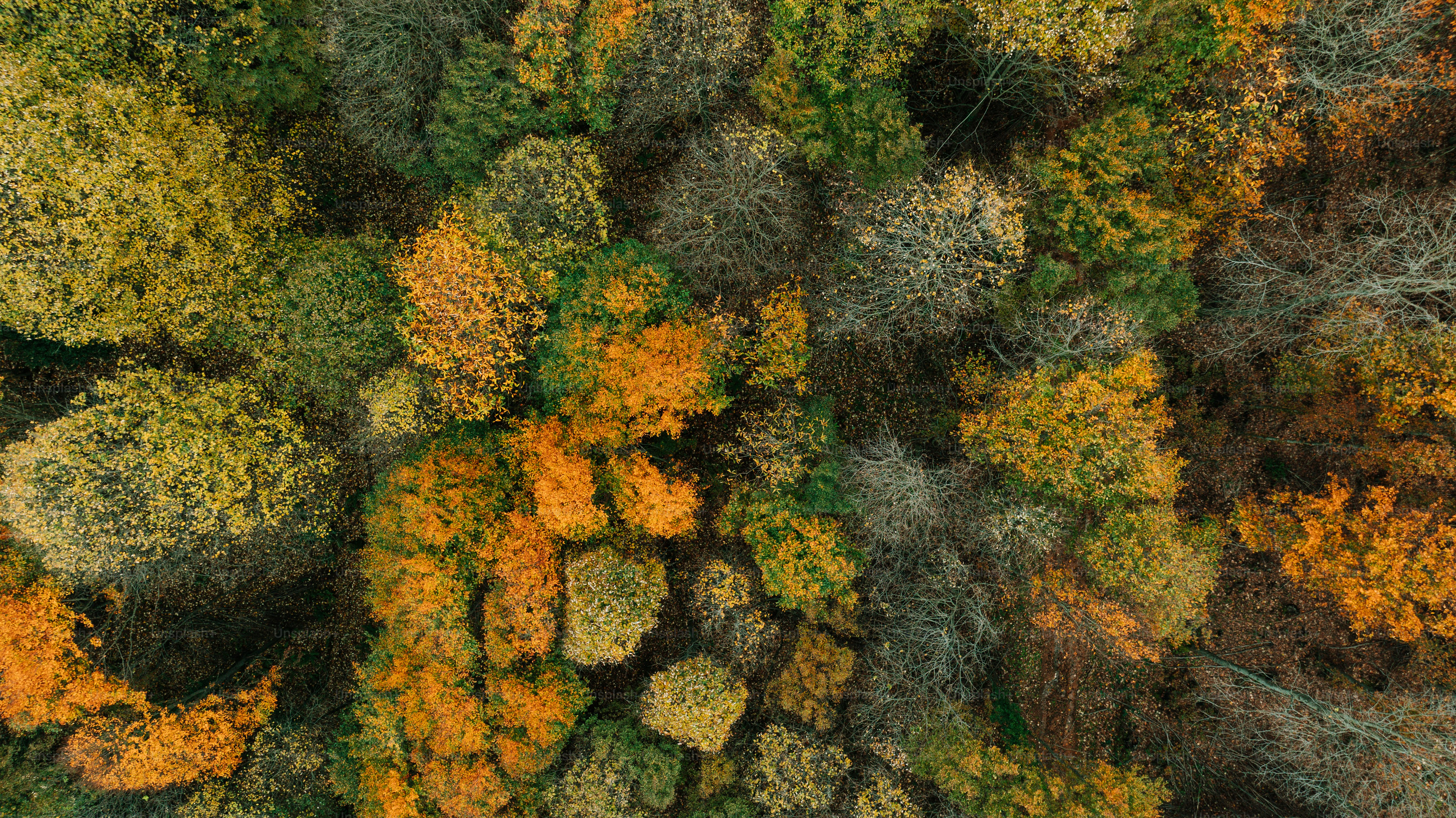 Aerial view of autumn trees with colorful foliage.