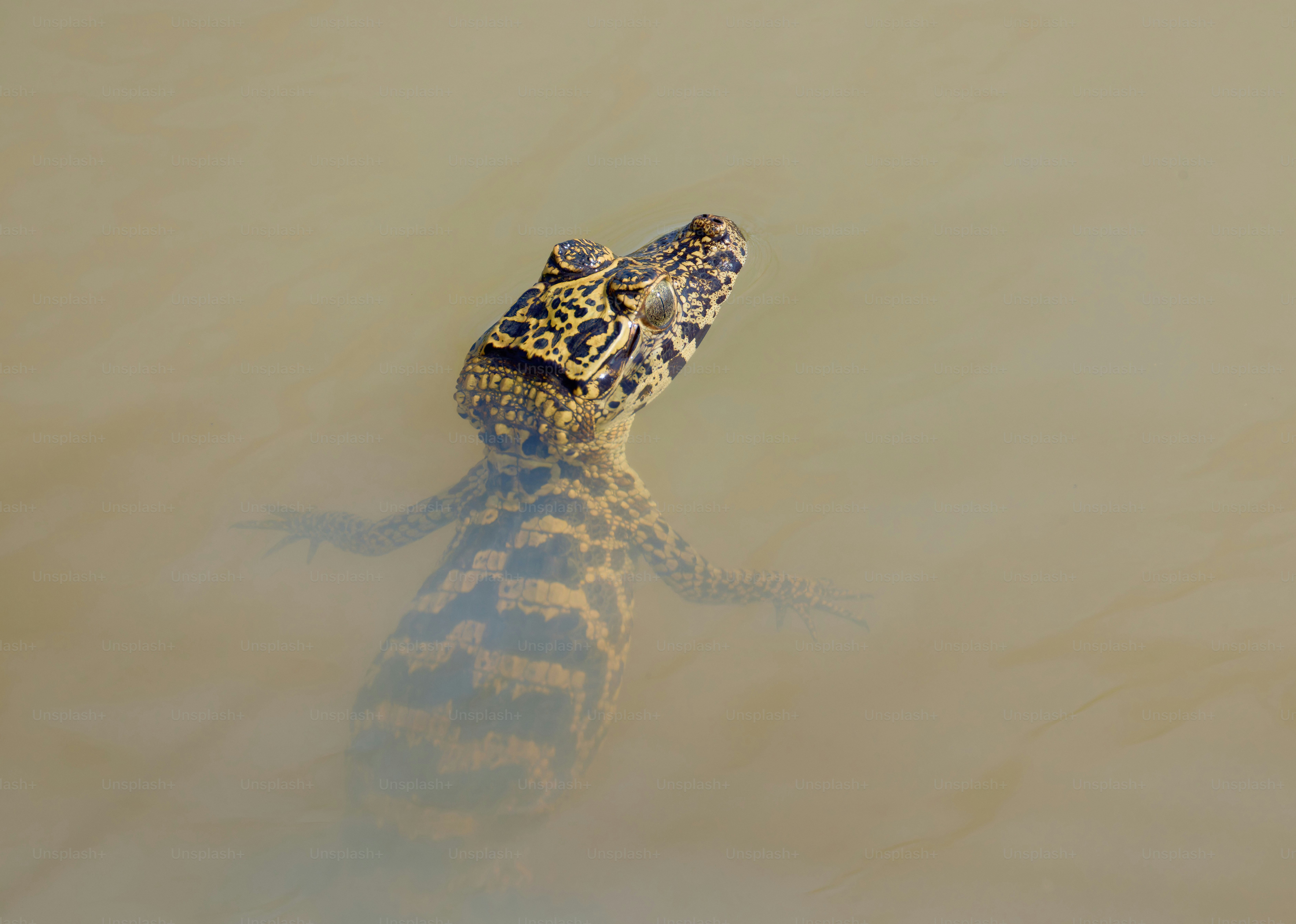 A crocodile swims in murky water