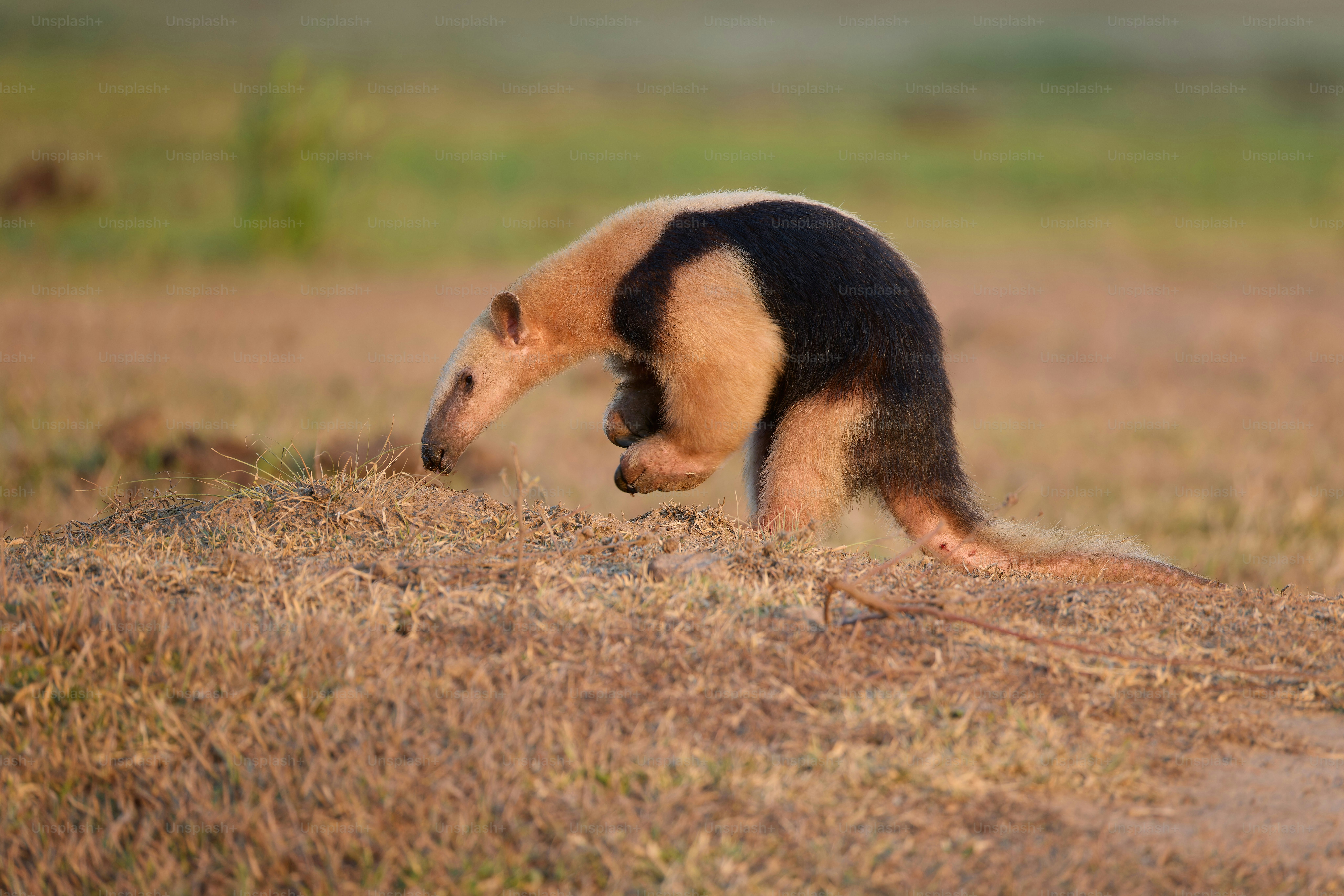 An anteater runs through dry grassy terrain